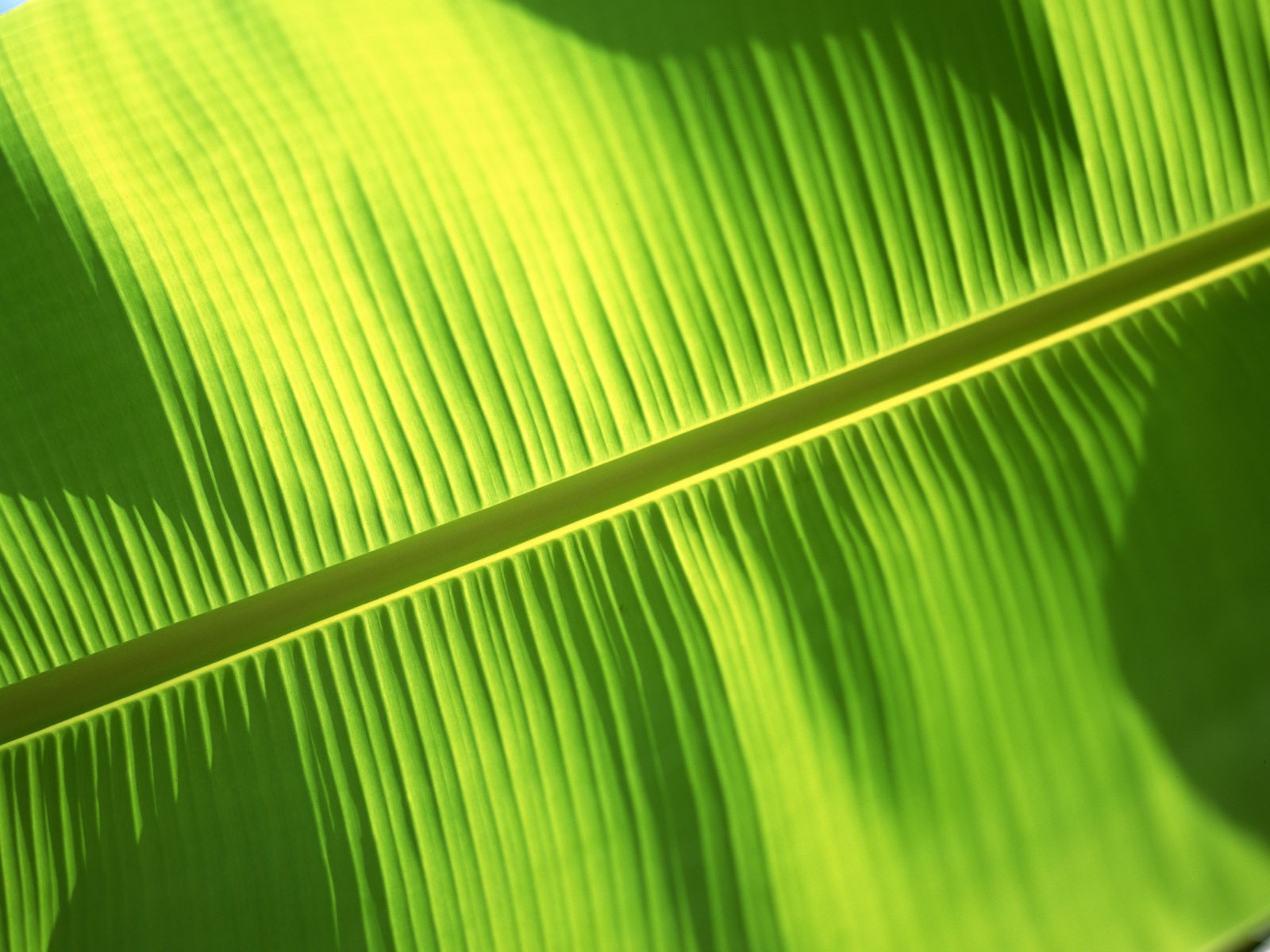 Green leaf photo wallpaper (6) #8 - 1600x1200