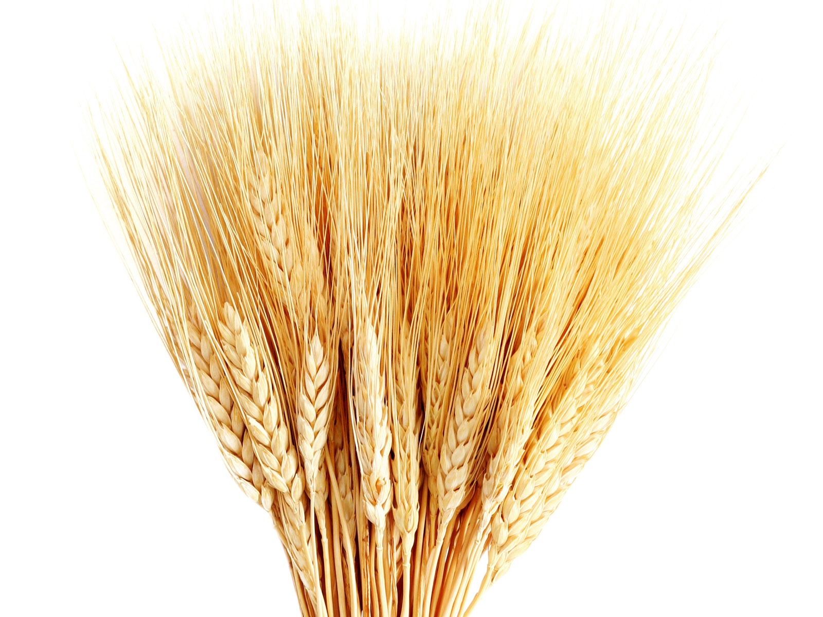 Fond d'écran du blé (1) #11 - 1600x1200