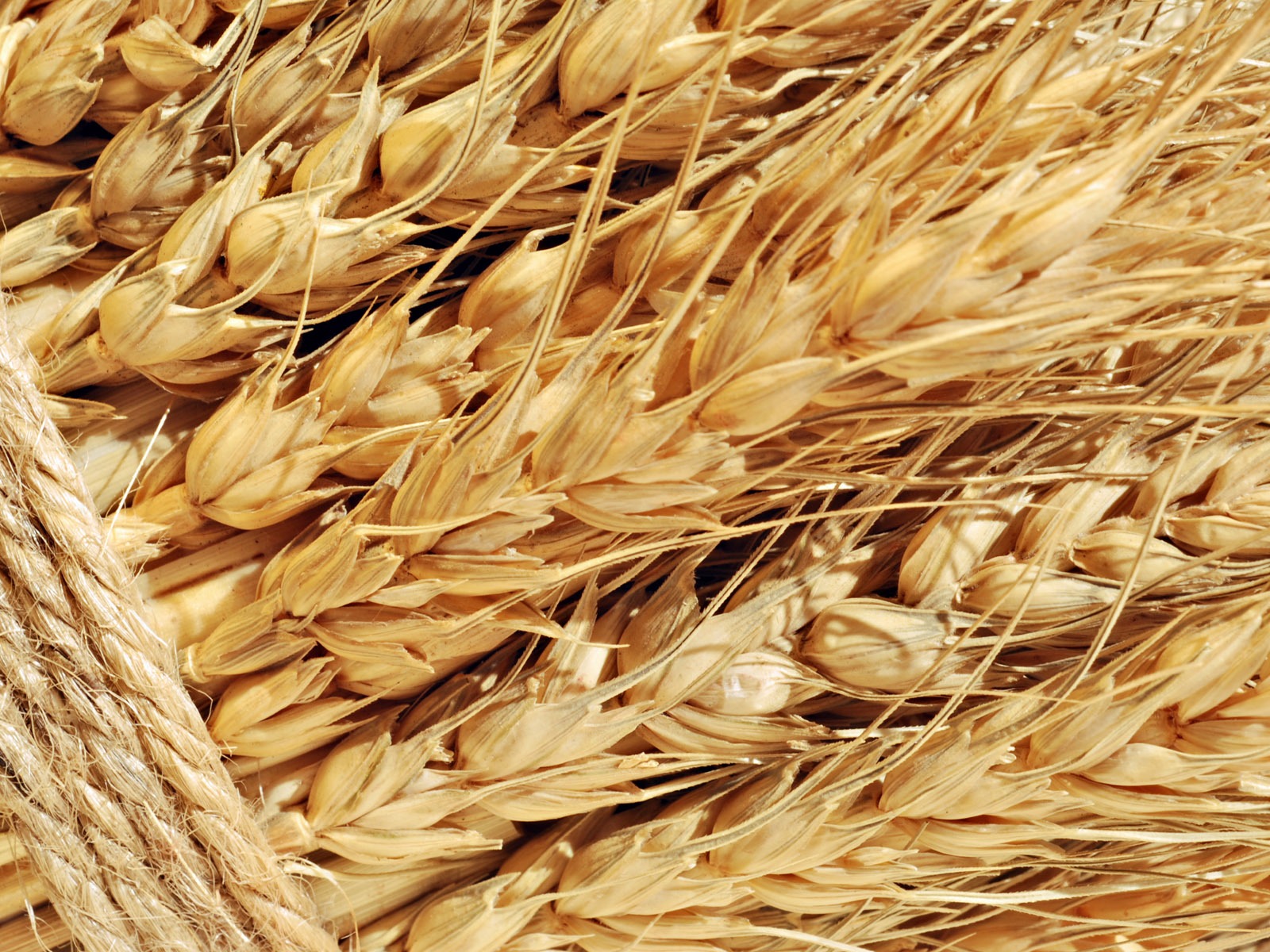 Fond d'écran du blé (1) #15 - 1600x1200