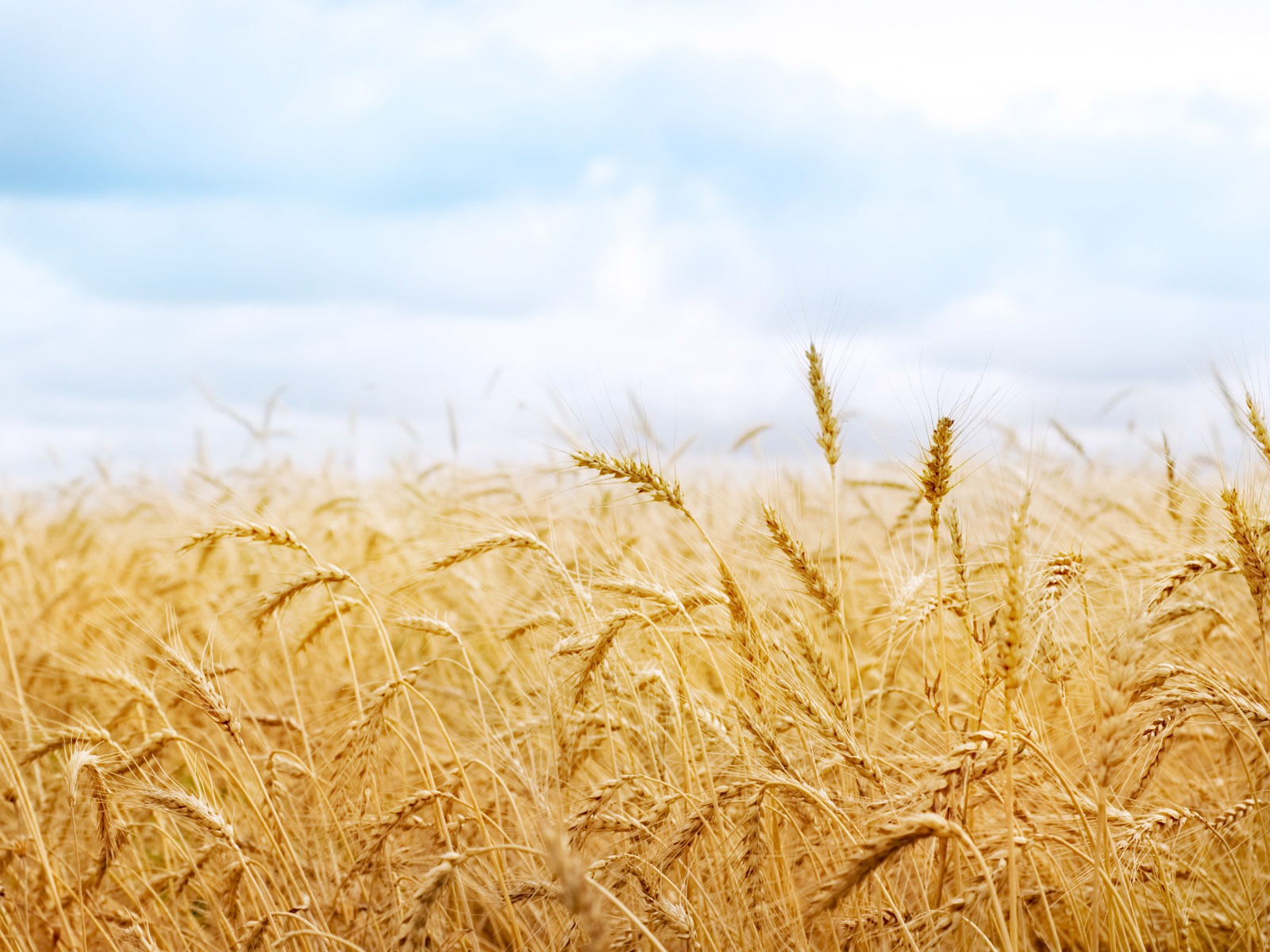 Fond d'écran du blé (1) #17 - 1600x1200