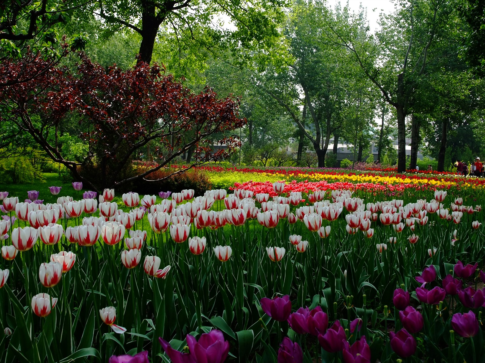 Xiangshan jardín principios del verano (obras barras de refuerzo) #6 - 1600x1200