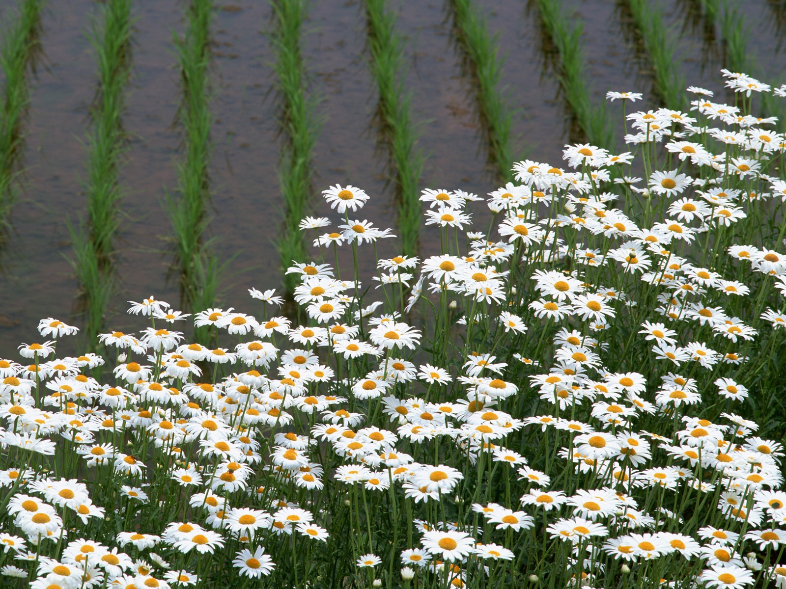 The wheat field wallpaper (21) #14 - 1600x1200