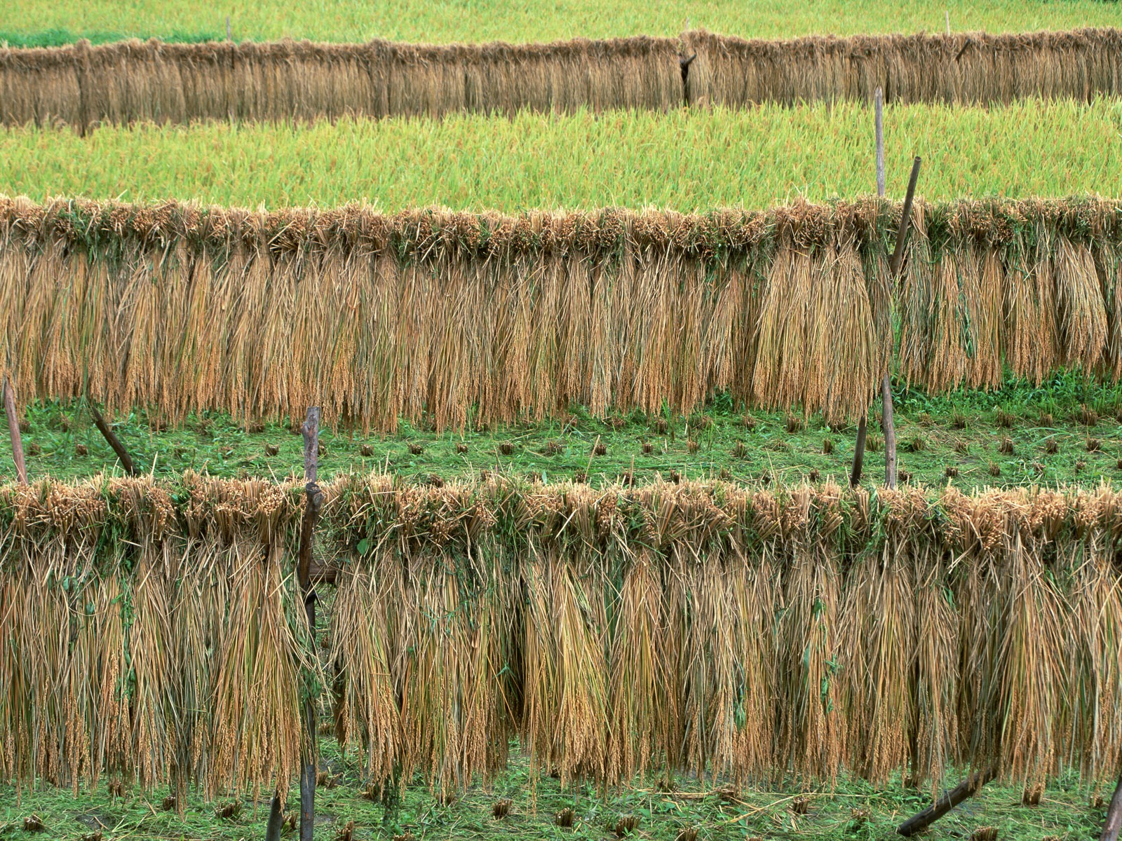 The wheat field wallpaper (21) #20 - 1600x1200