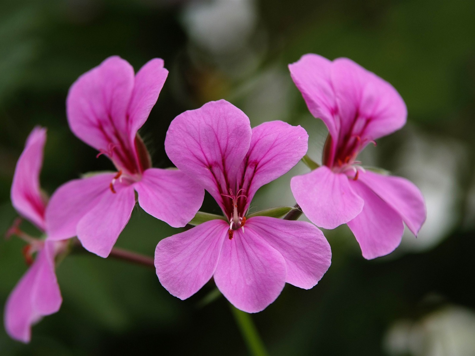 北京花卉大觀園隨拍(螺紋鋼作品) #4 - 1600x1200