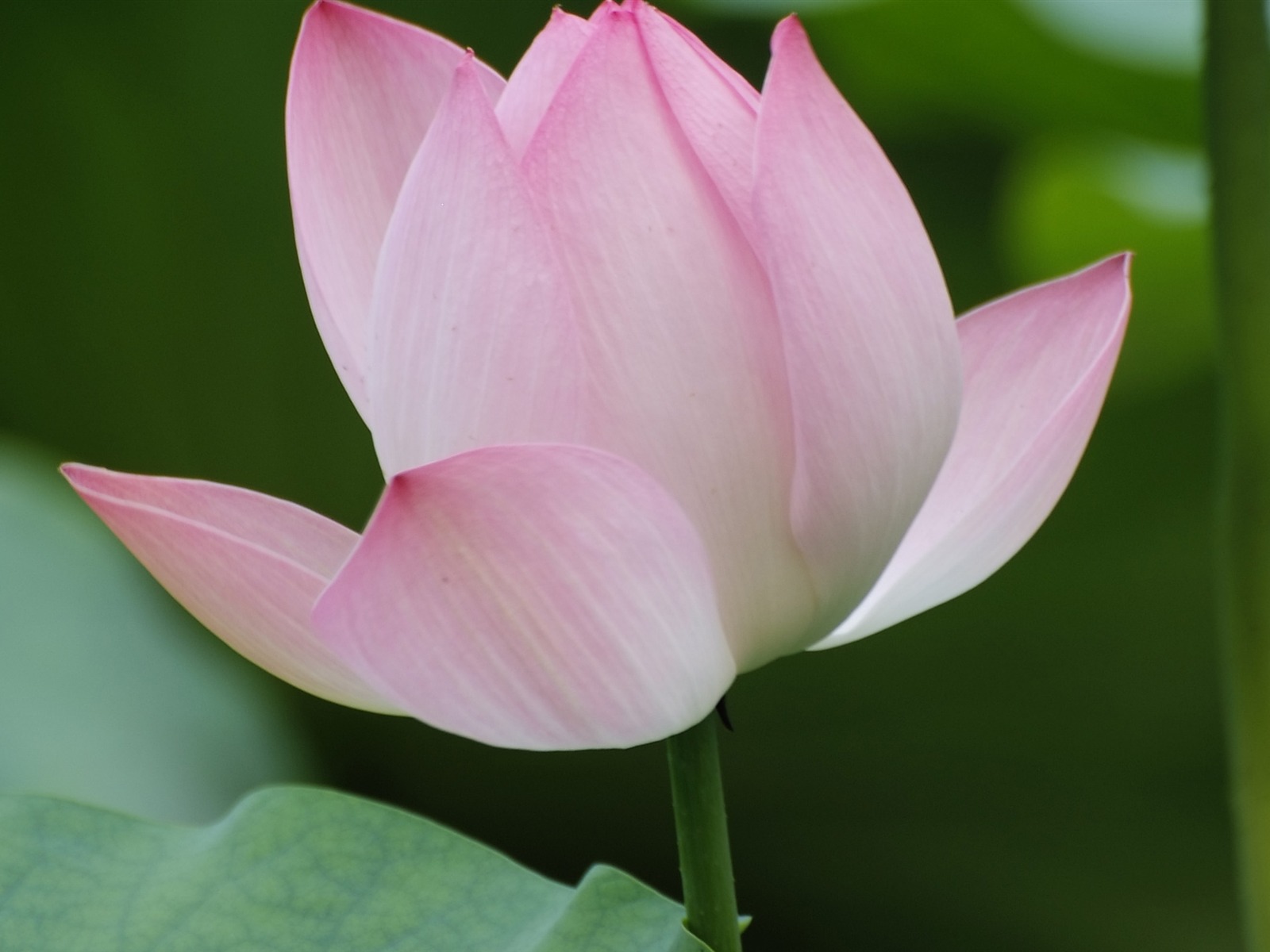 Rose Garden de la Lotus (œuvres des barres d'armature) #3 - 1600x1200
