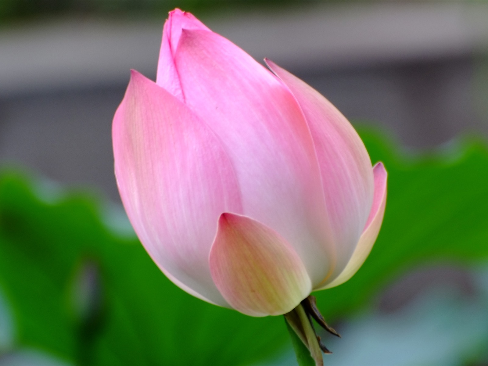 Rose Garden de la Lotus (œuvres des barres d'armature) #9 - 1600x1200