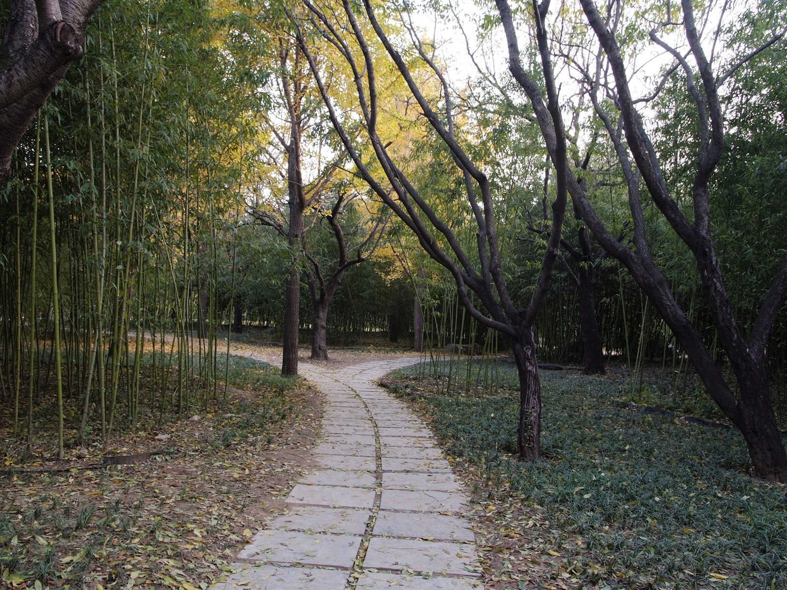 秋日的香山植物园 (螺纹钢作品)9 - 1600x1200
