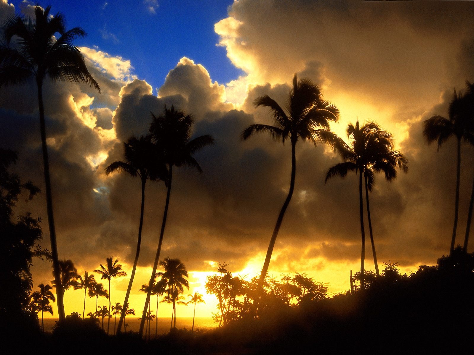 Palm tree sunset wallpaper (1) #8 - 1600x1200