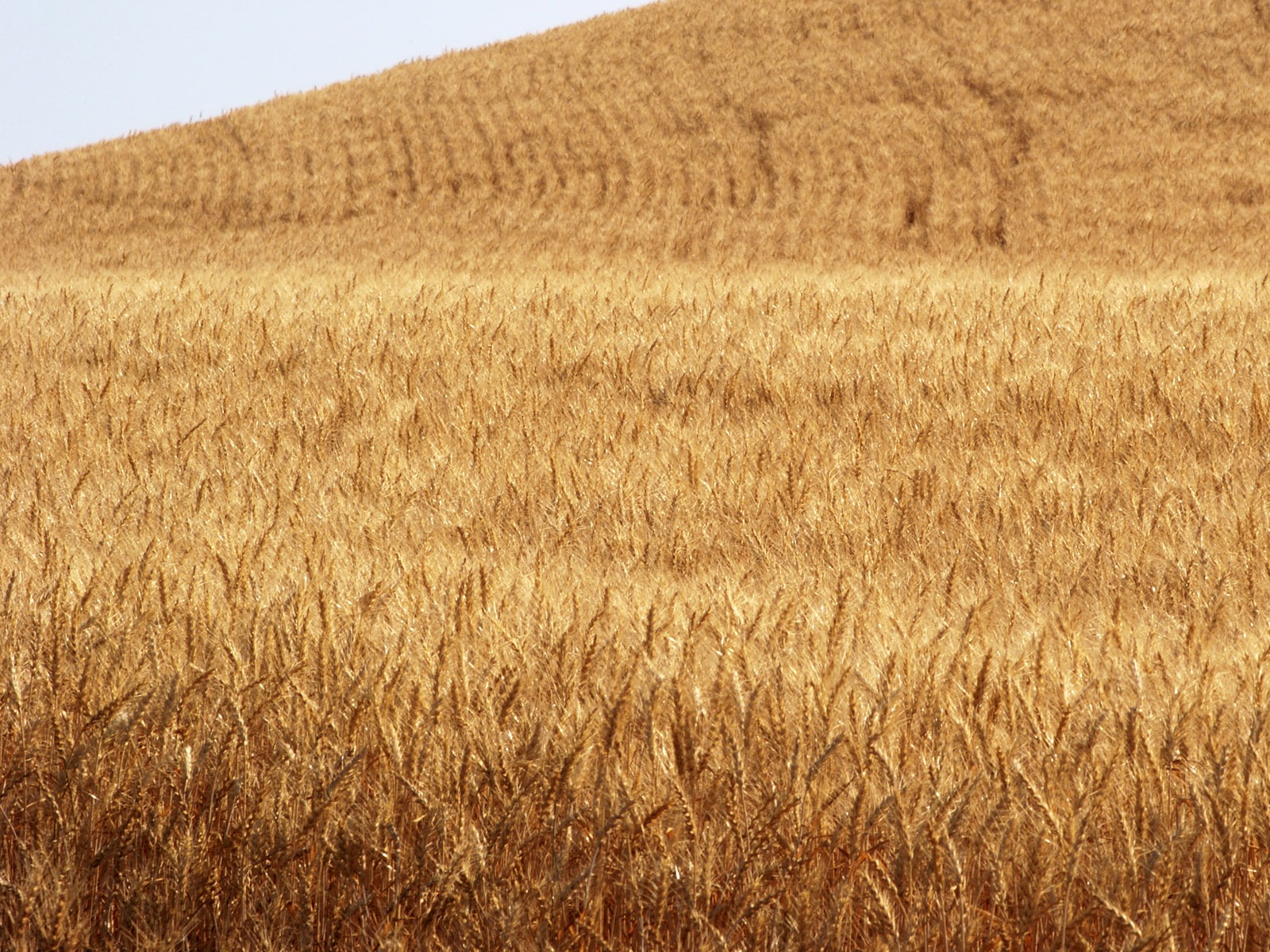 Wheat wallpaper (3) #5 - 1600x1200