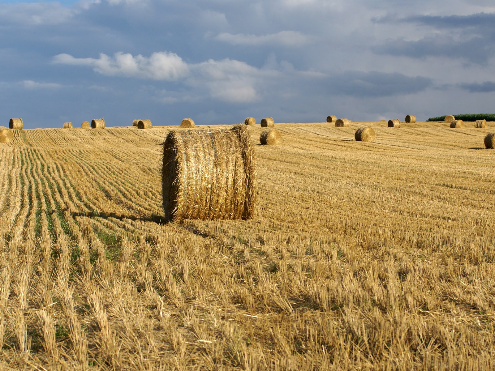 Wheat wallpaper (3) #14 - 1600x1200