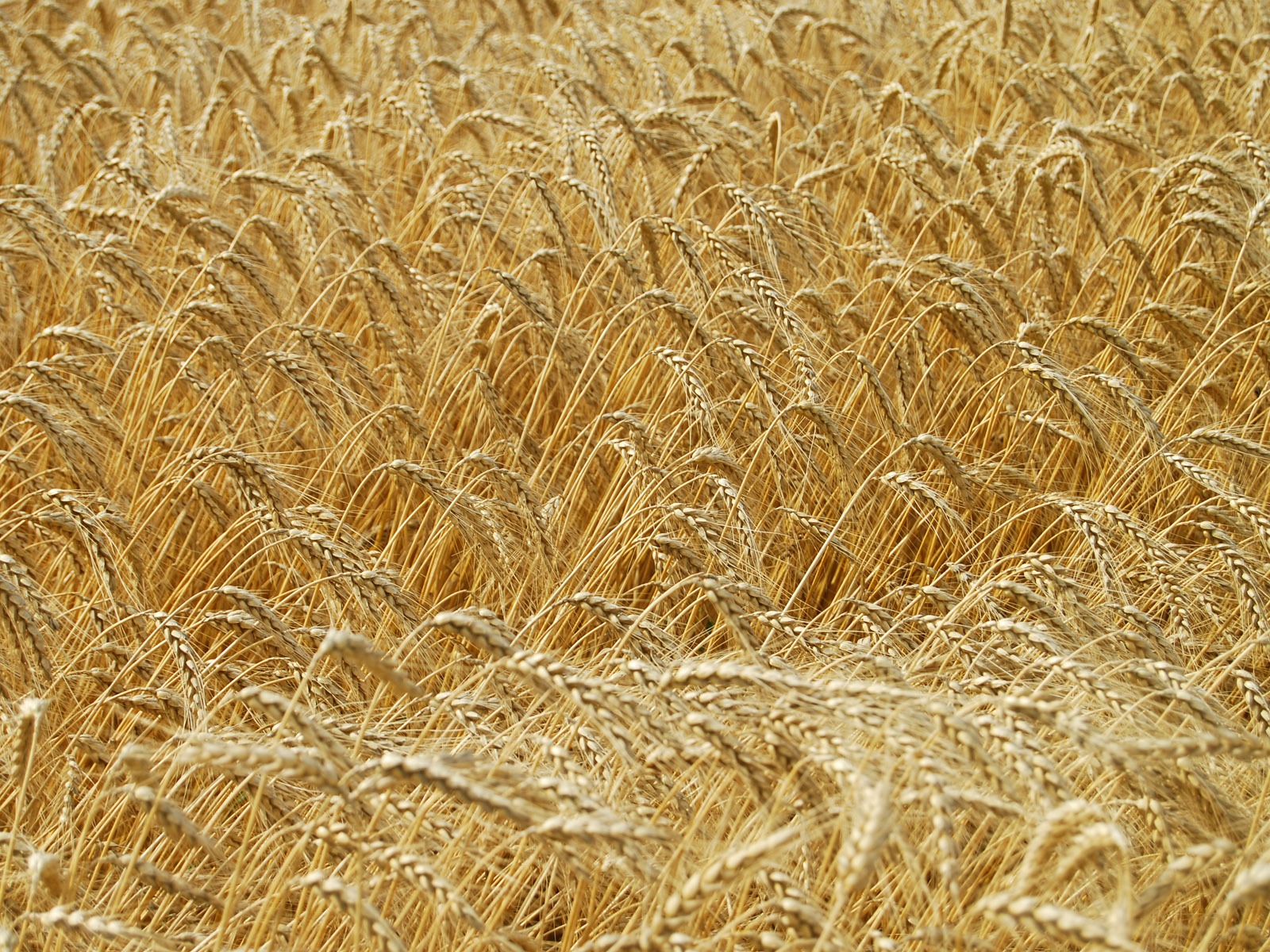 Fond d'écran du blé (4) #8 - 1600x1200