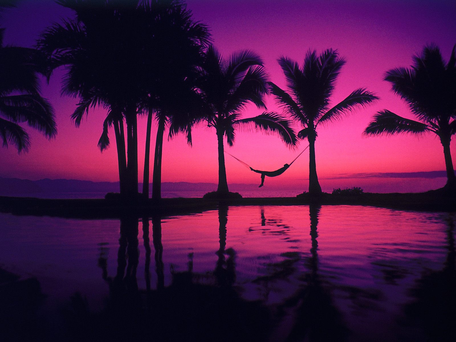 palm tree pink sunset wallpaper