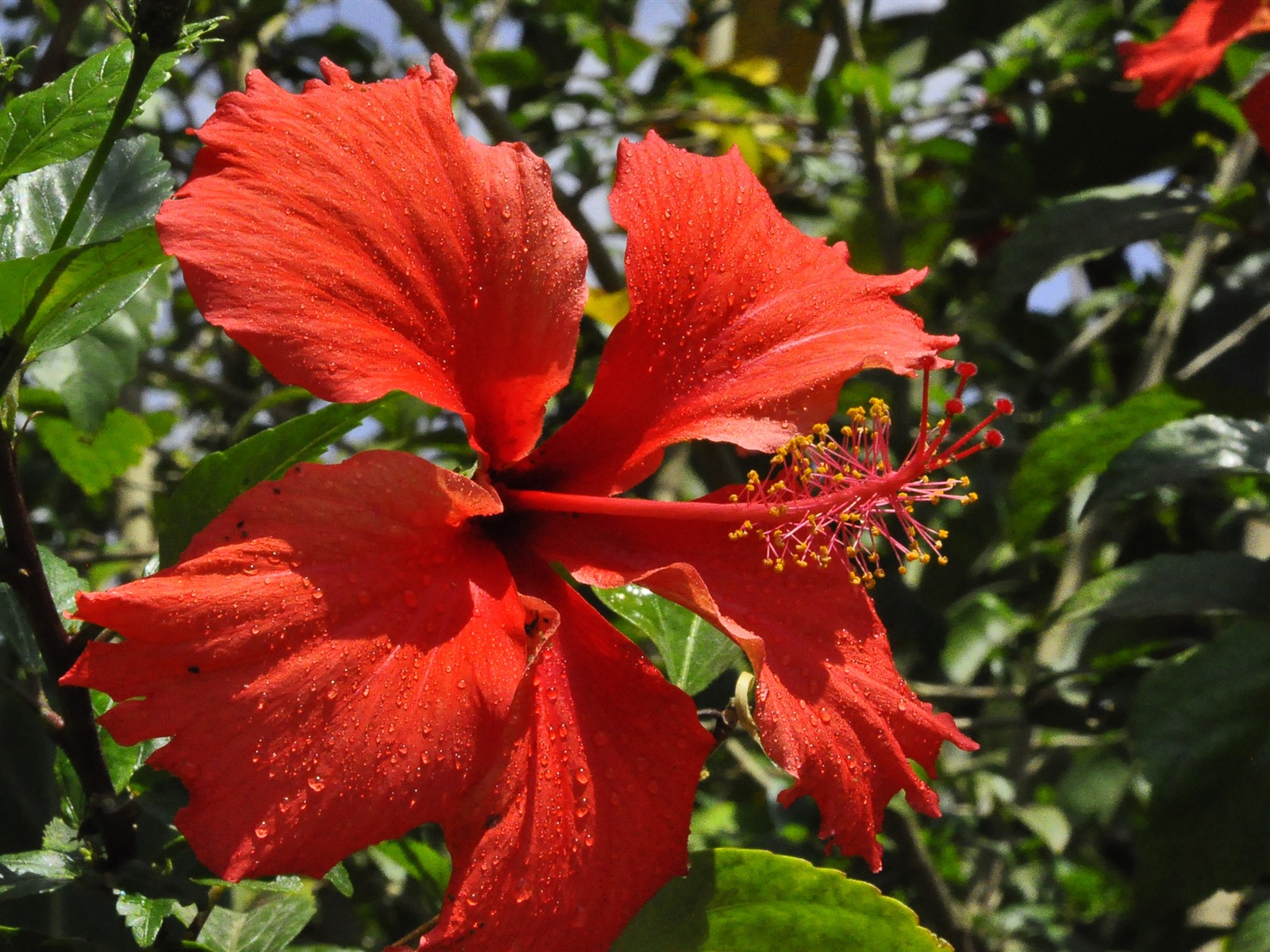 Revelar fragantes flores (antigua Kang funciona bien) #15 - 1600x1200