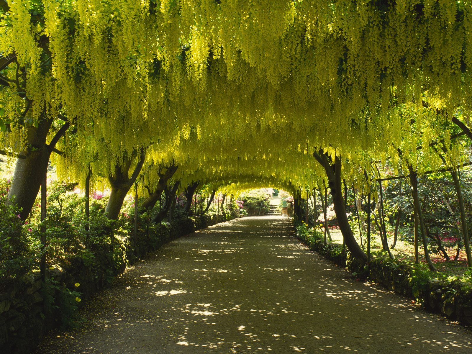 樹木植物 壁紙(四) #6 - 1600x1200