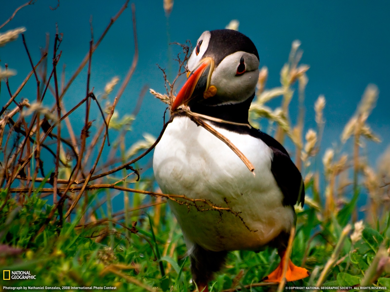 National Geographic album papier peint des animaux (1) #1 - 1600x1200