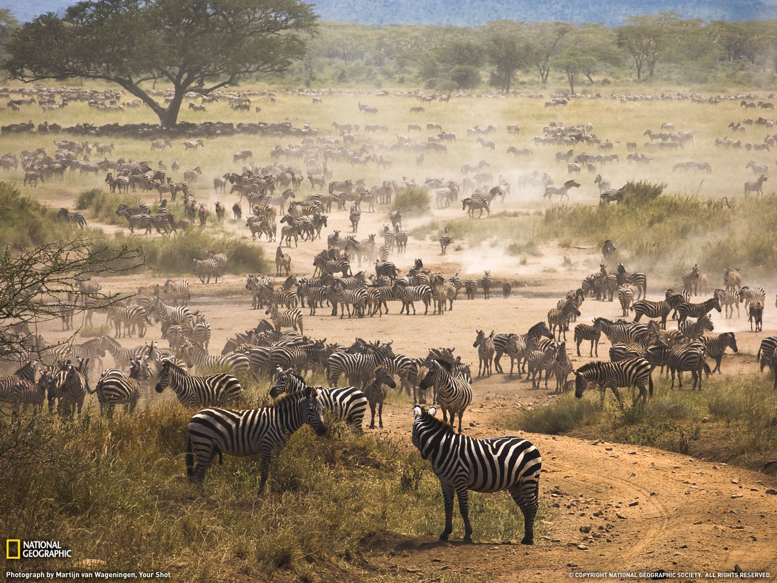 National Geographic album papier peint des animaux (3) #6 - 1600x1200