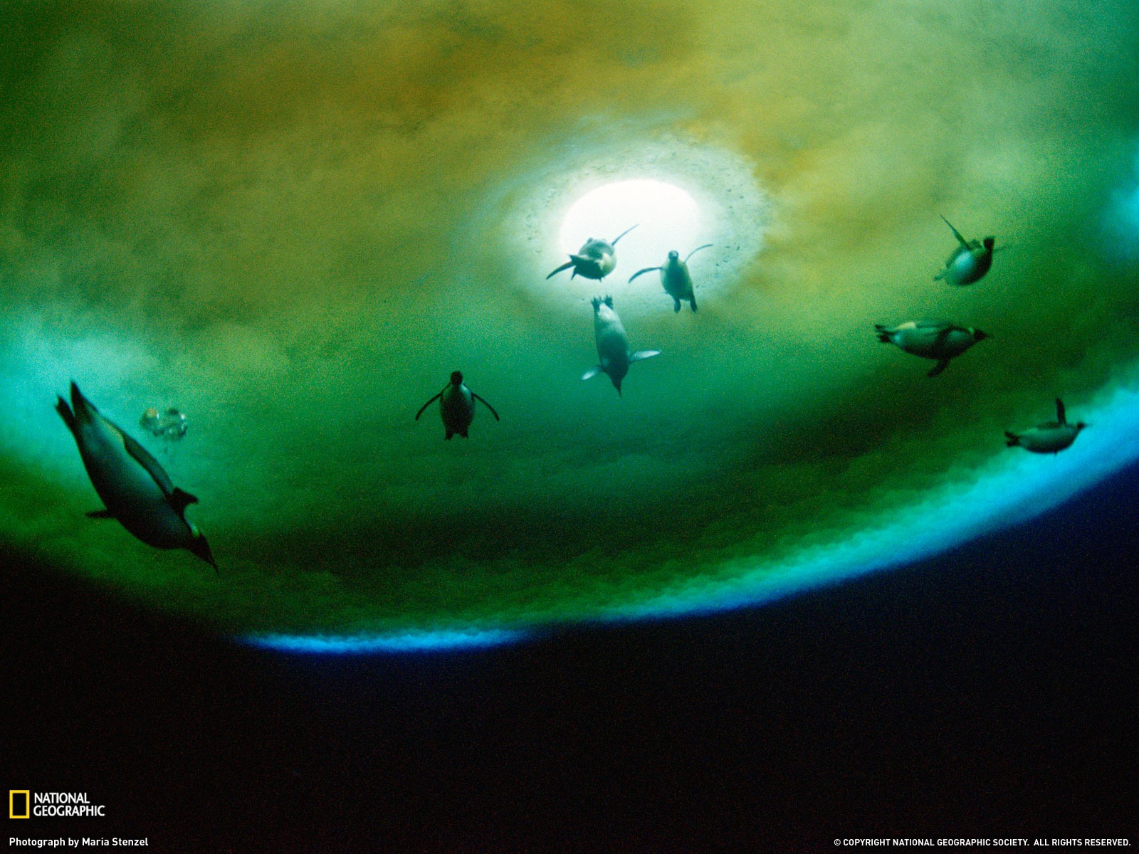 National Geographic animal wallpaper album (3) #11 - 1600x1200
