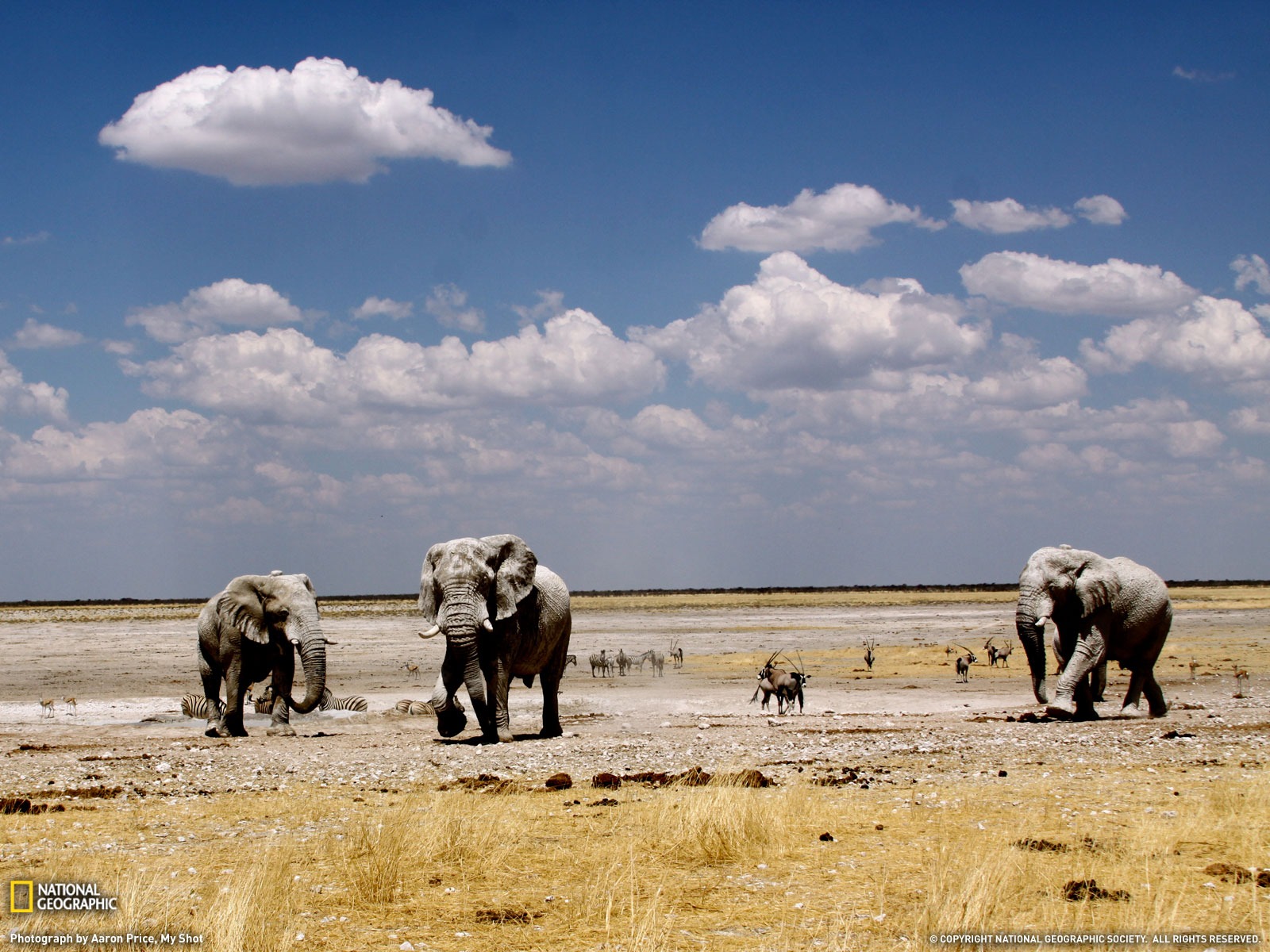 National Geographic животных обои альбом (6) #15 - 1600x1200