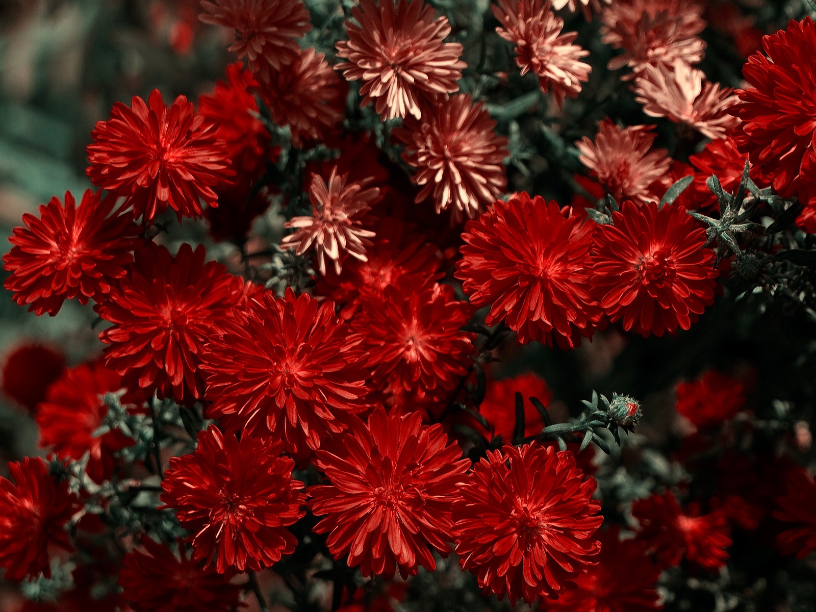 Širokoúhlý tapety květiny close-up (11) #5 - 1600x1200