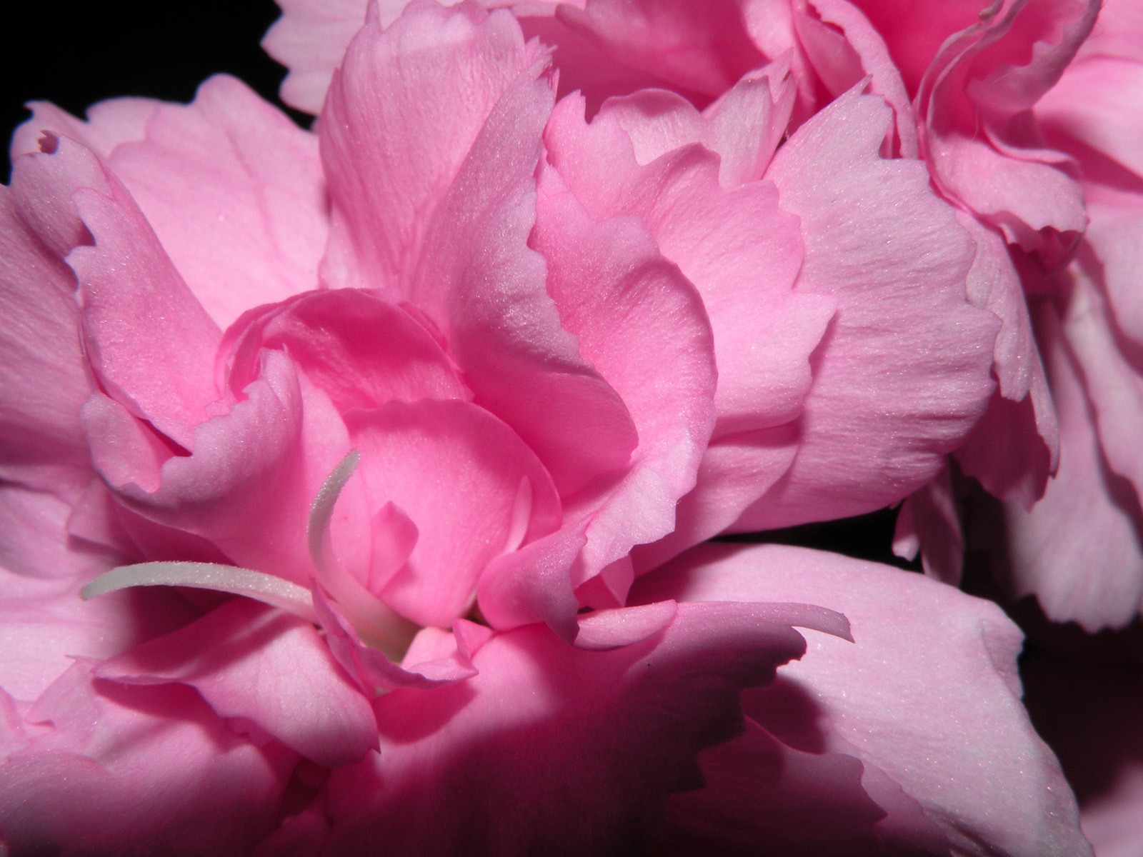Širokoúhlý tapety květiny close-up (11) #19 - 1600x1200