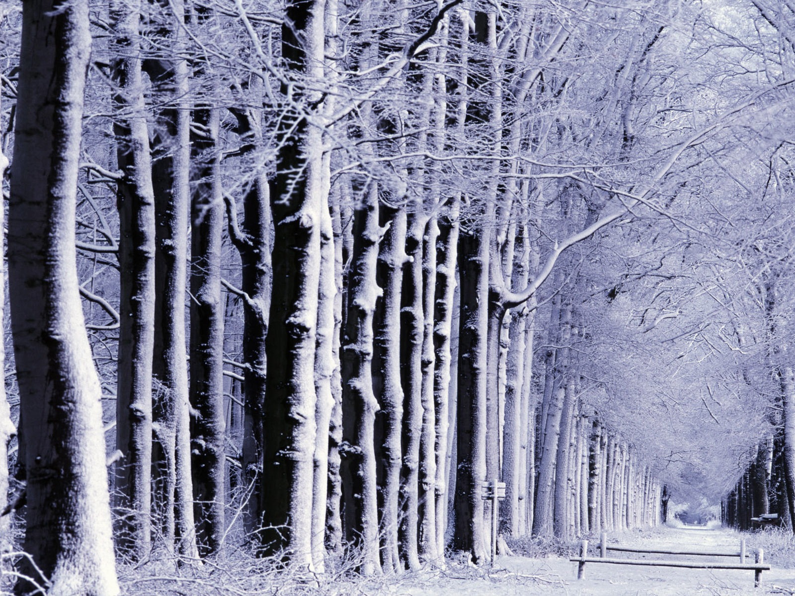 Snow Widescreen-Wallpaper (1) #18 - 1600x1200