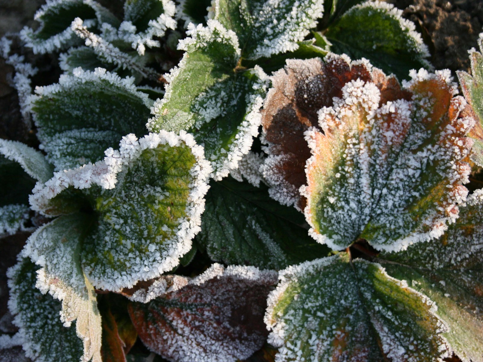 Fondos de pantalla planta de hielo álbum (2) #1 - 1600x1200