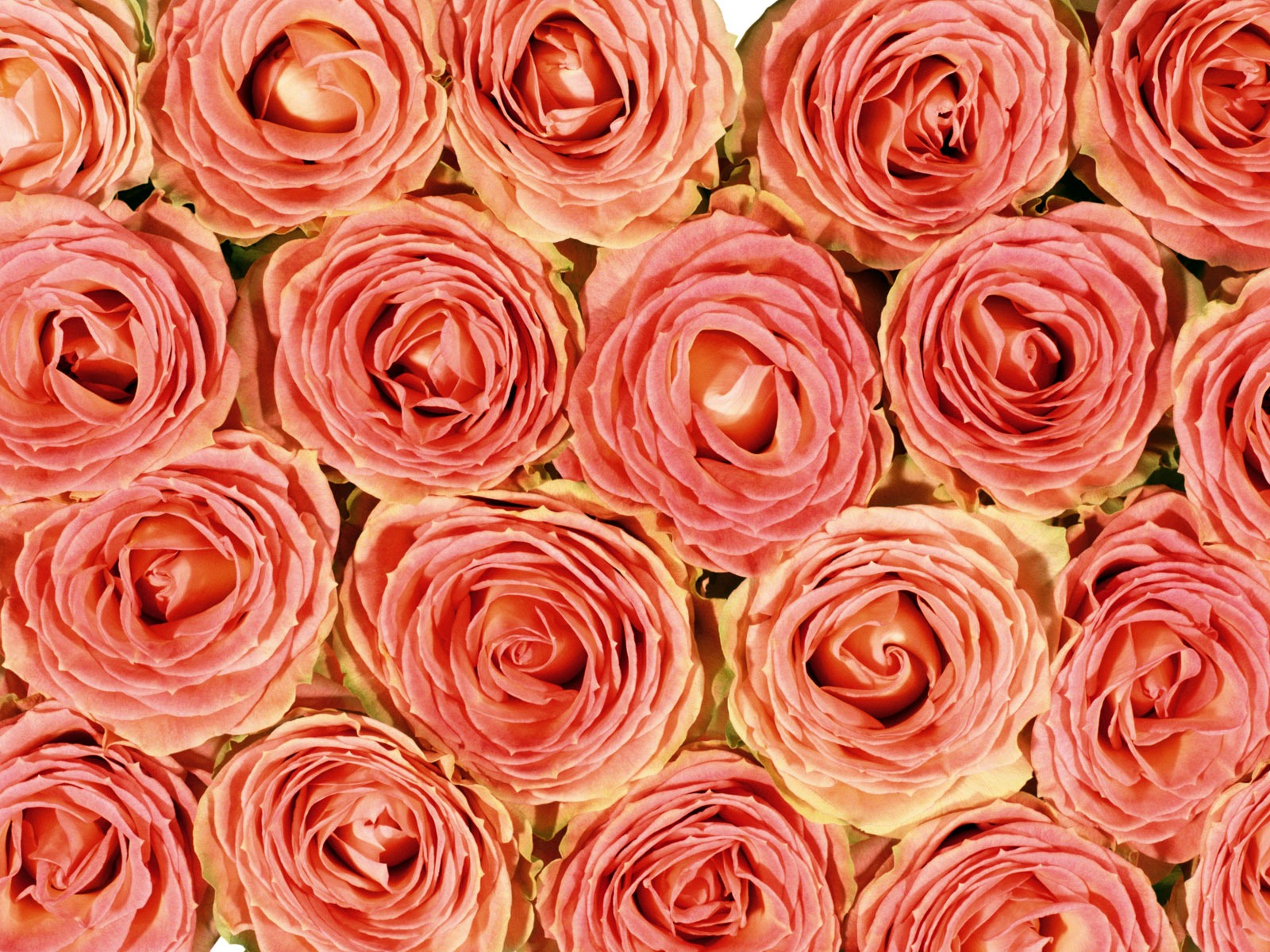 Rose Fondos de Fotografía (5) #14 - 1600x1200