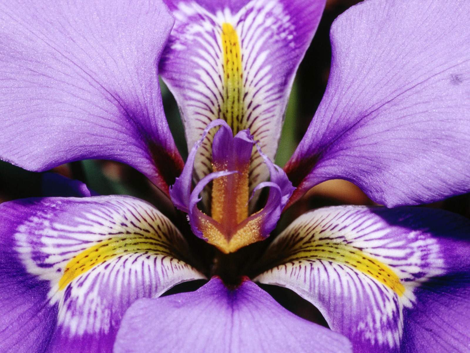 fleurs fond d'écran Widescreen close-up (12) #7 - 1600x1200