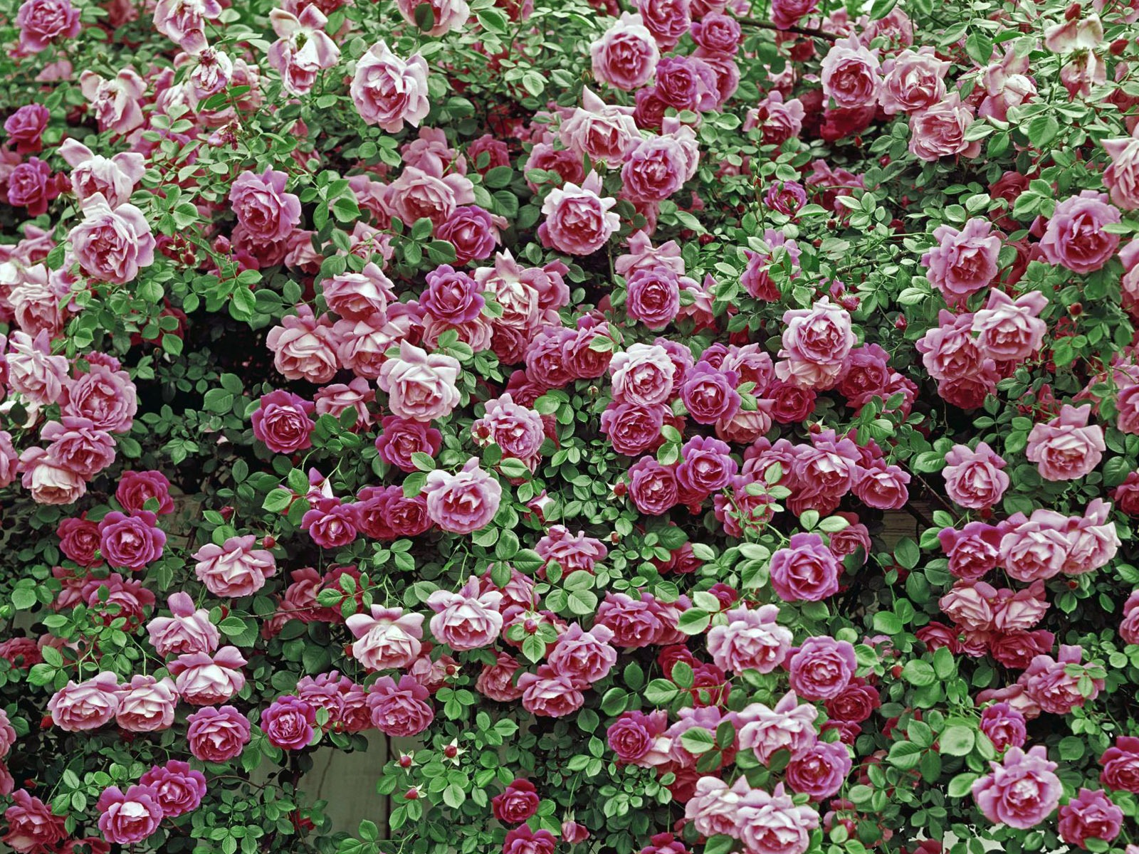 fleurs fond d'écran Widescreen close-up (12) #11 - 1600x1200