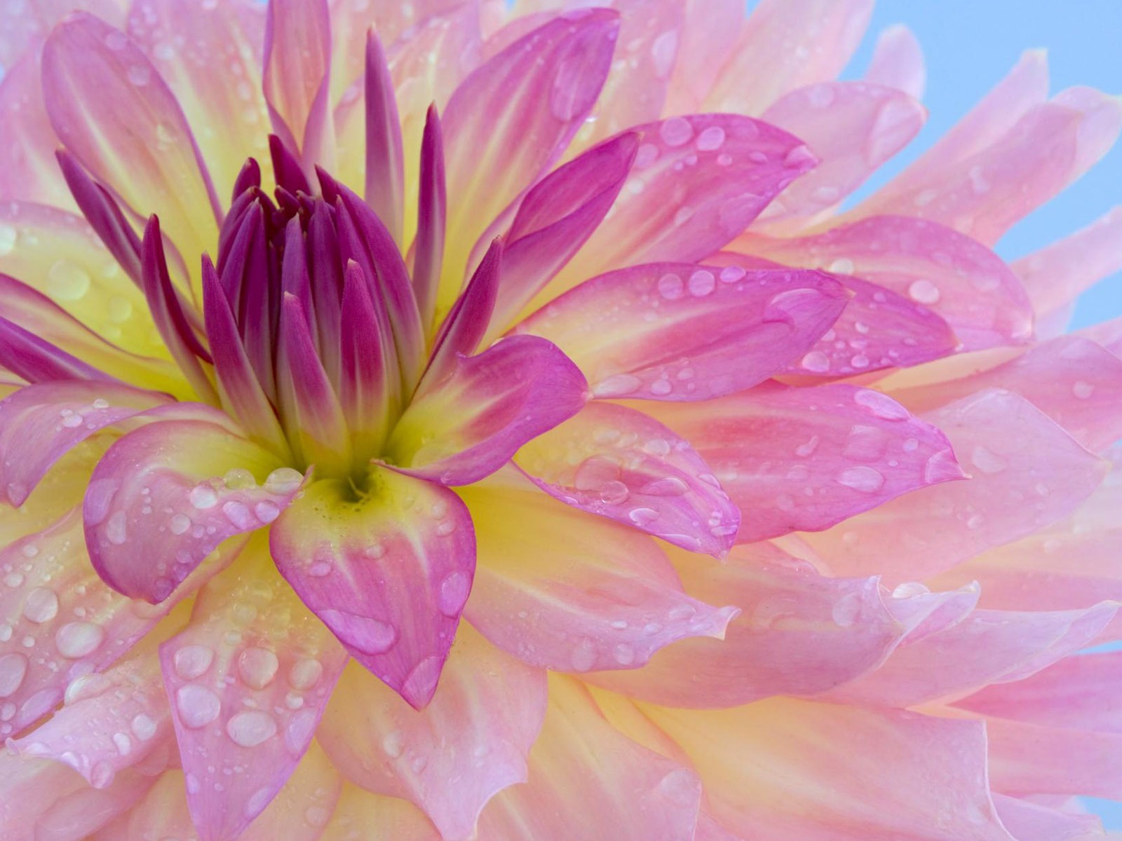 fleurs fond d'écran Widescreen close-up (12) #13 - 1600x1200