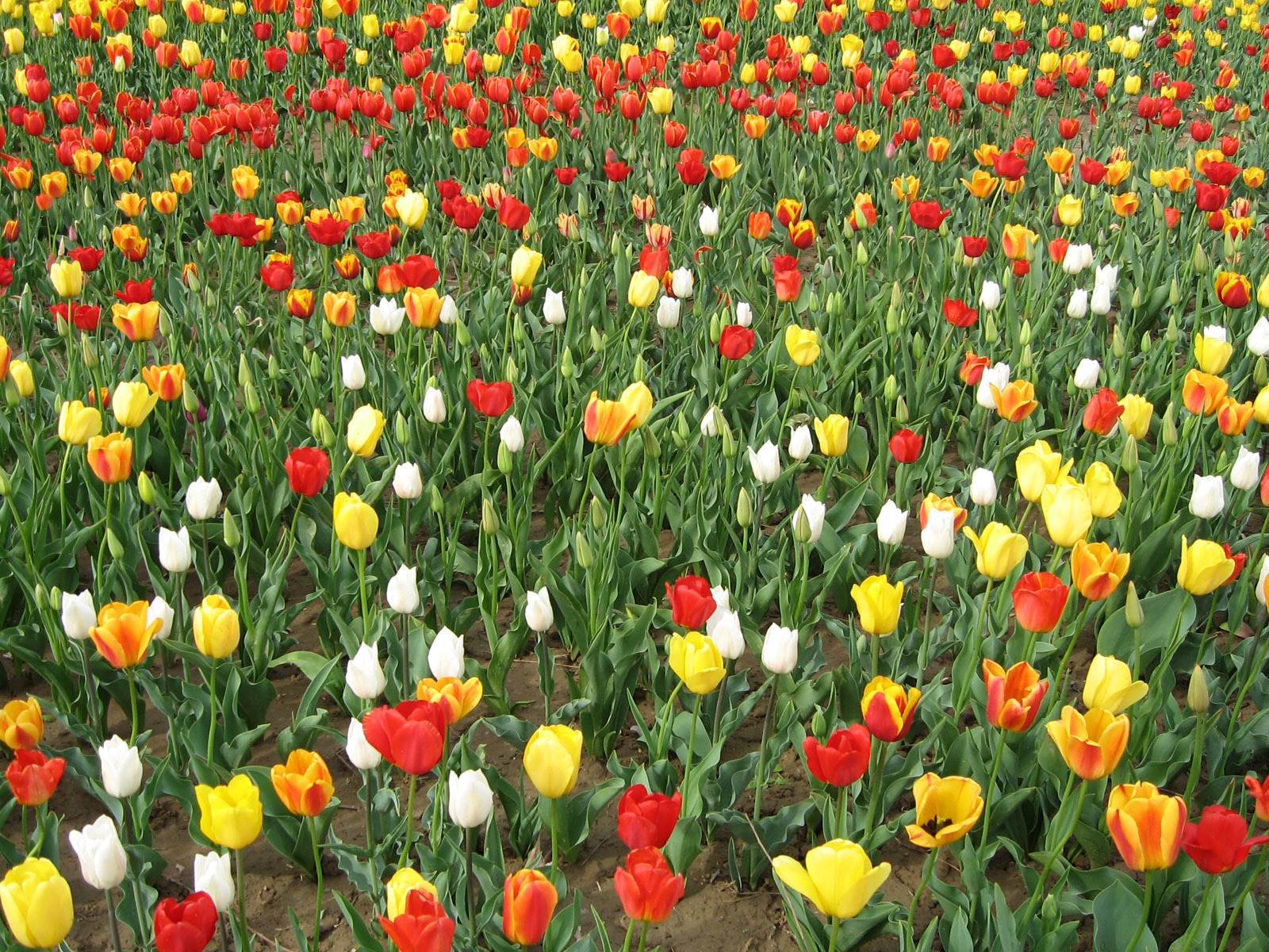 Tulip álbum de fondo de pantalla (3) #2 - 1600x1200