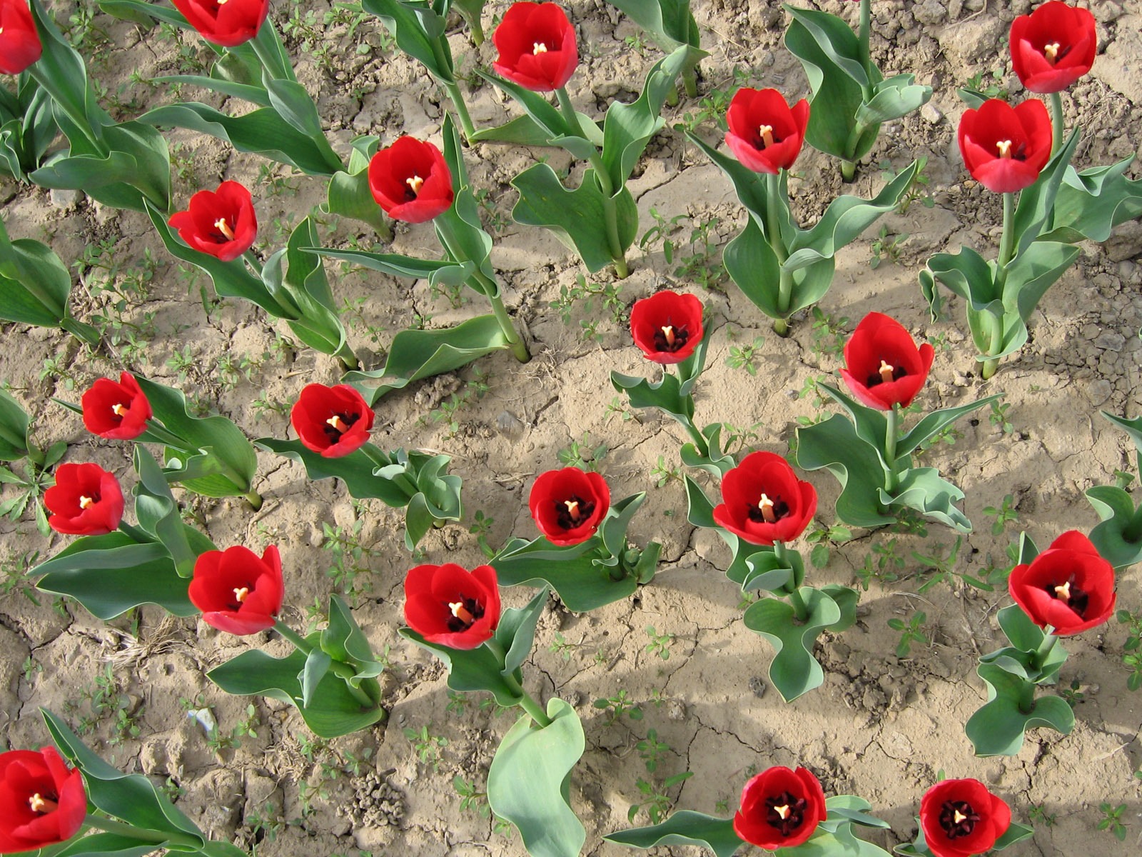 Fond d'écran album Tulip (3) #8 - 1600x1200