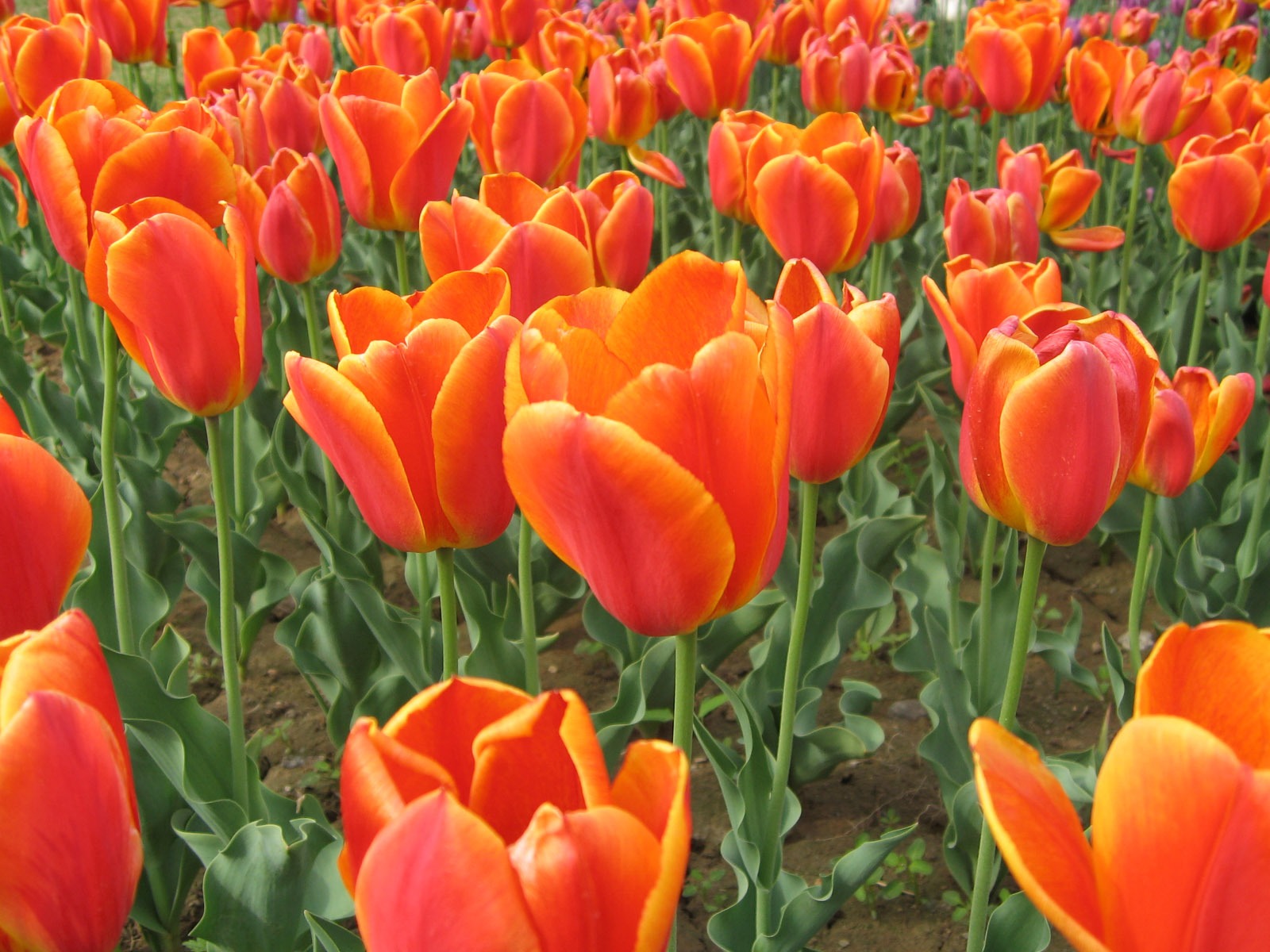 Tulip обои альбом (4) #6 - 1600x1200