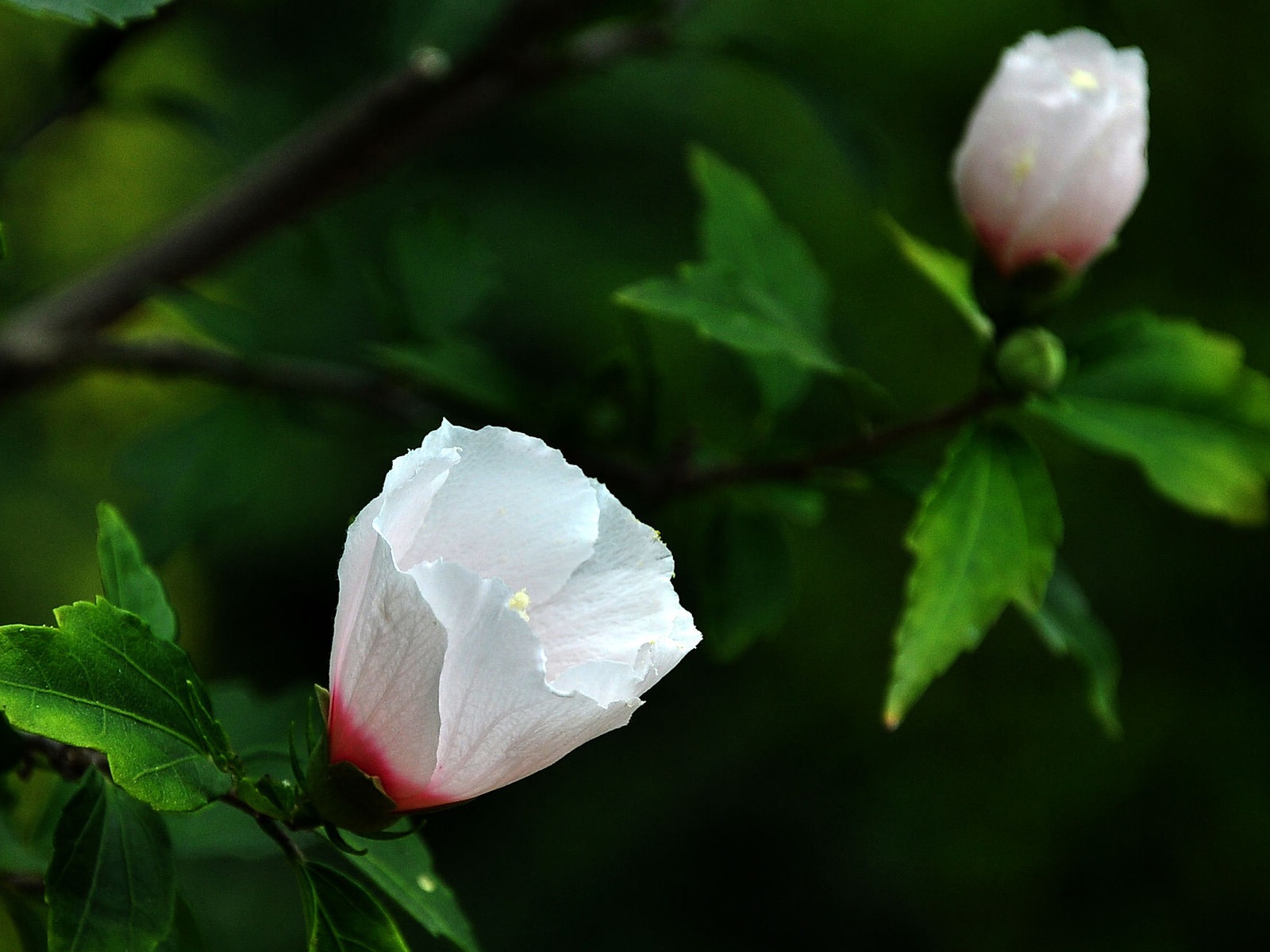 처녀성 비취 Althea (늑대 팀 작업) #3 - 1600x1200