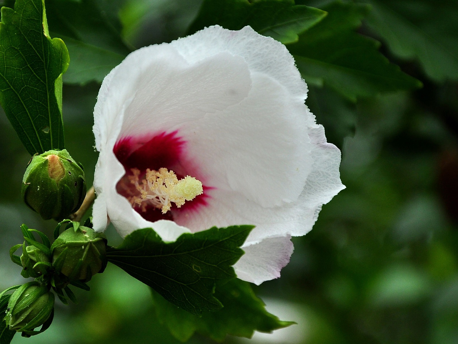 처녀성 비취 Althea (늑대 팀 작업) #7 - 1600x1200