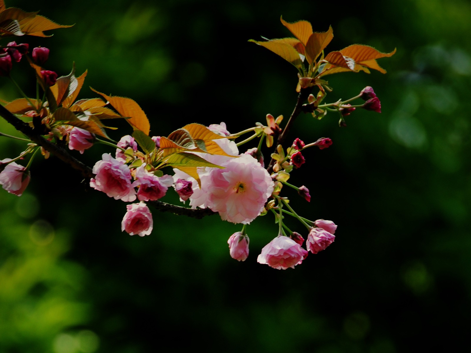 Эти цветы (Pretty в розовом 526 записей) #13 - 1600x1200