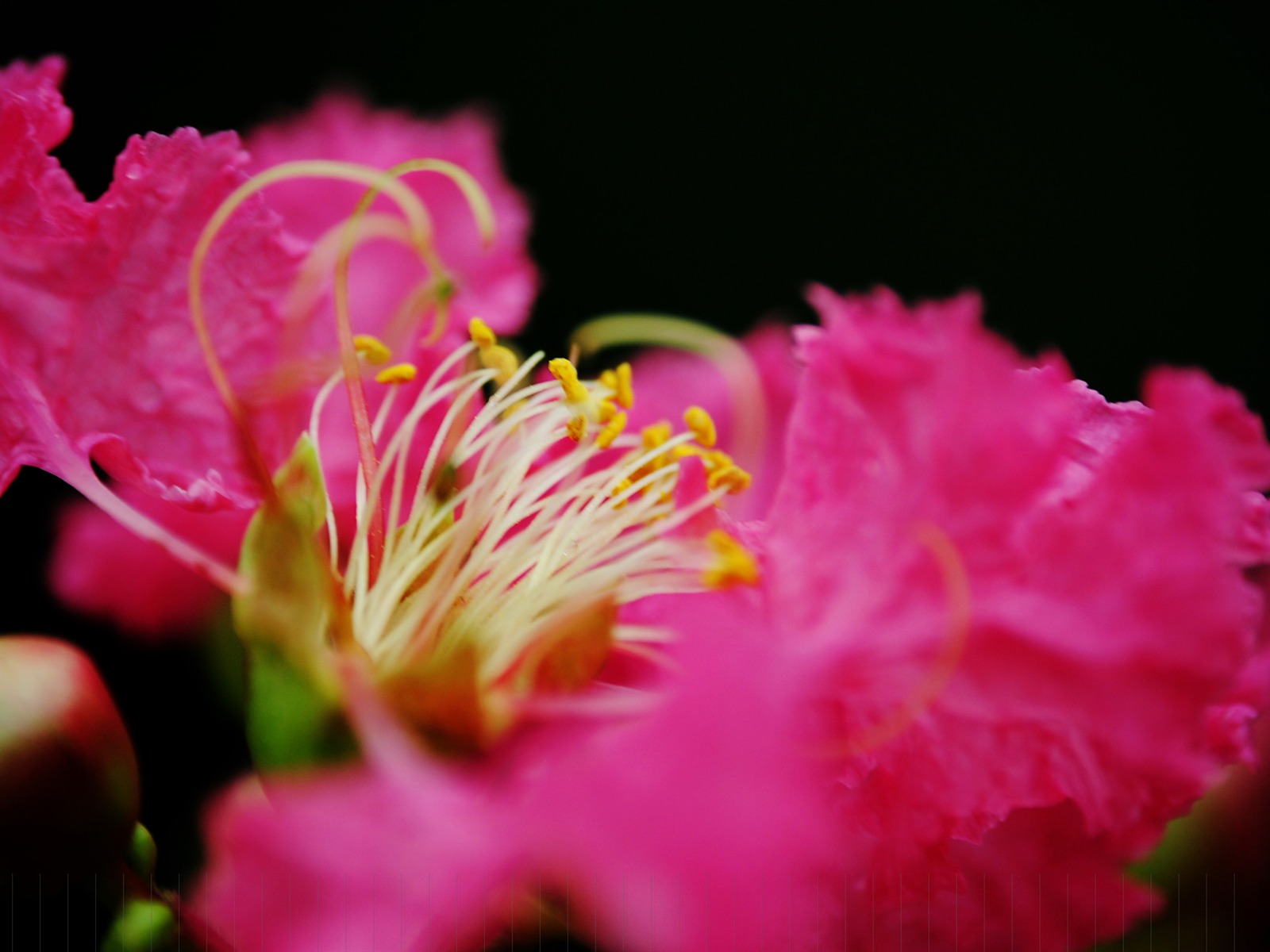 Цветы (Pretty в розовом 526 записей) #16 - 1600x1200