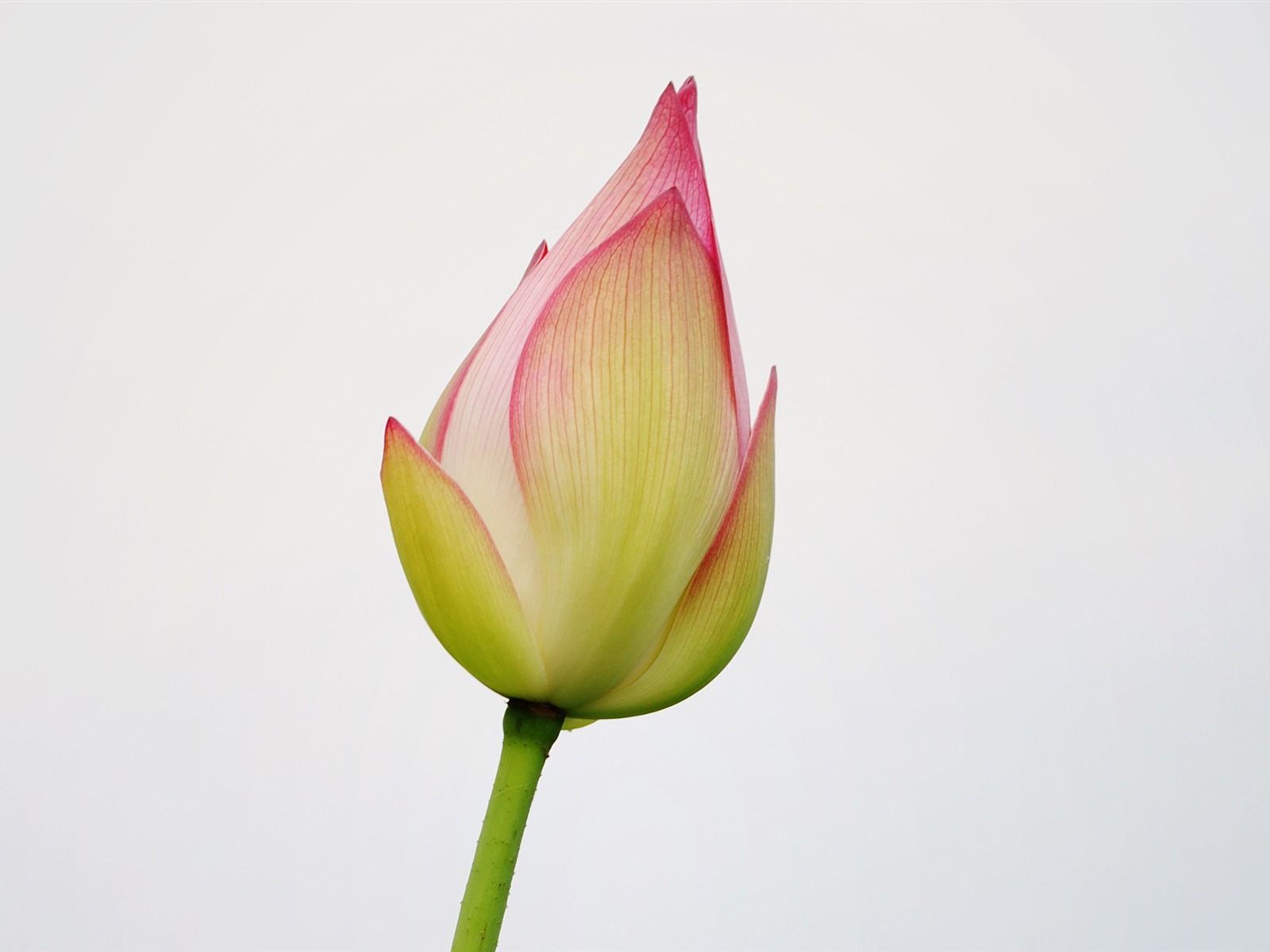 Lotus (Pretty in Pink 526 registros) #5 - 1600x1200
