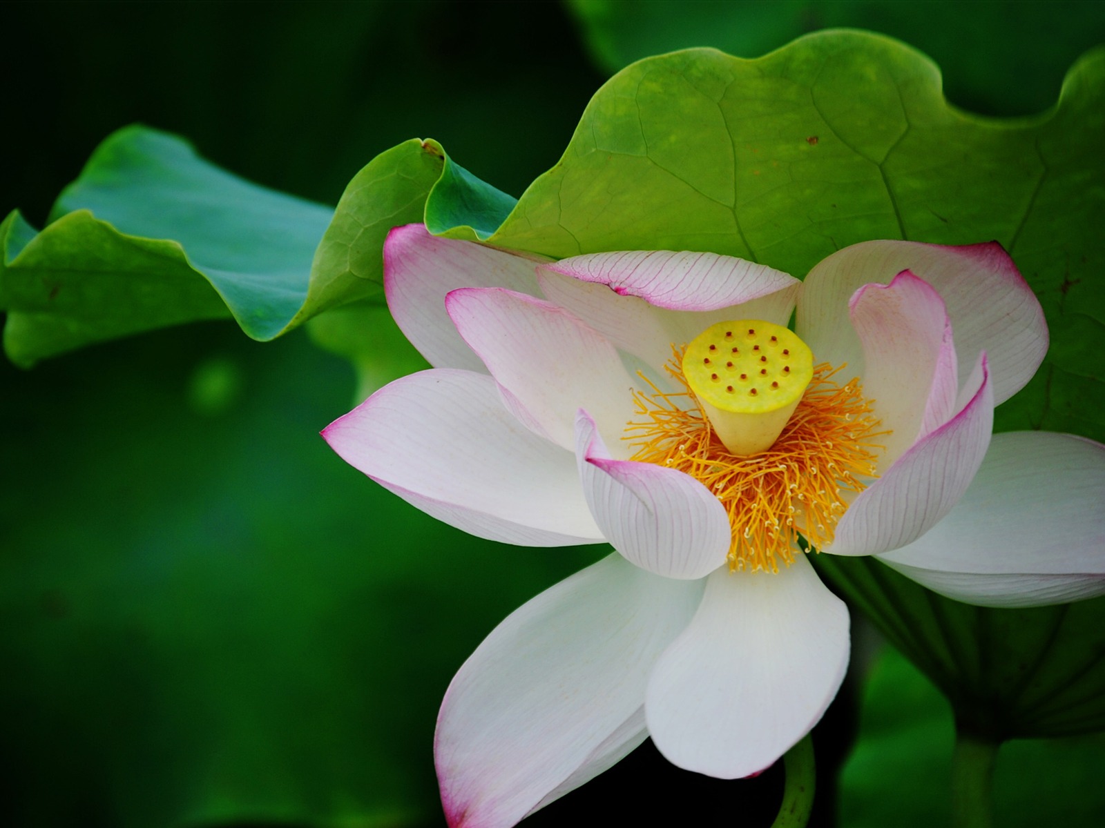 Lotus (Pretty in Pink 526 registros) #20 - 1600x1200