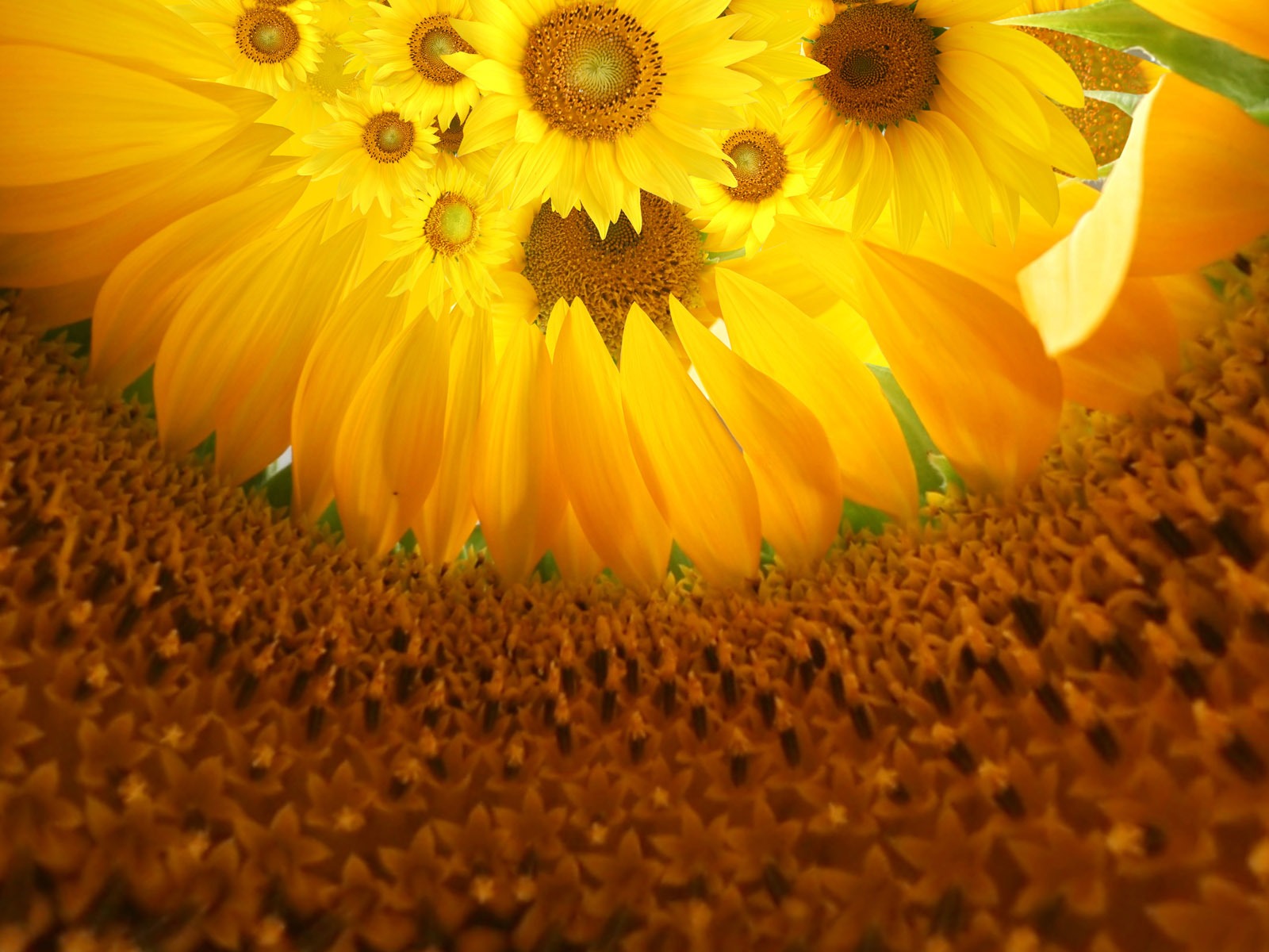 Krásné slunečnice close-up tapety (1) #6 - 1600x1200