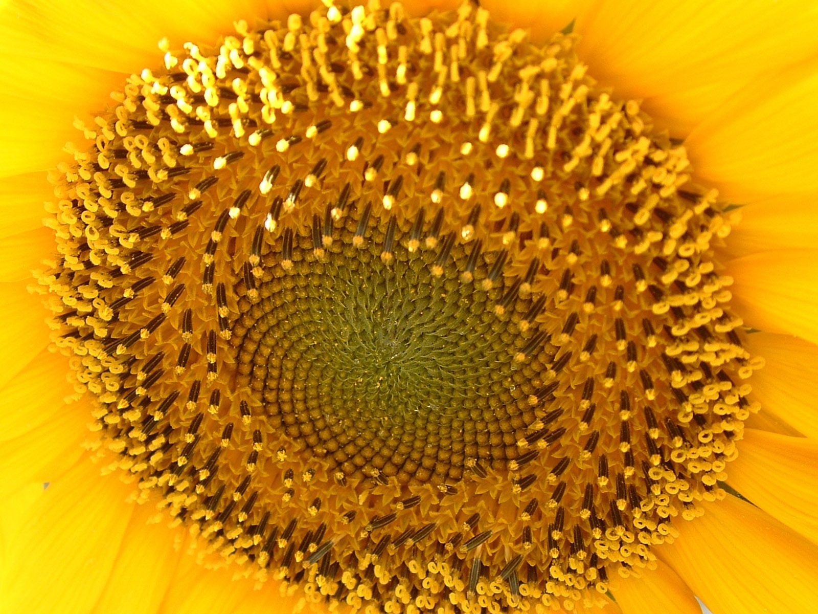 Krásné slunečnice close-up tapety (2) #7 - 1600x1200