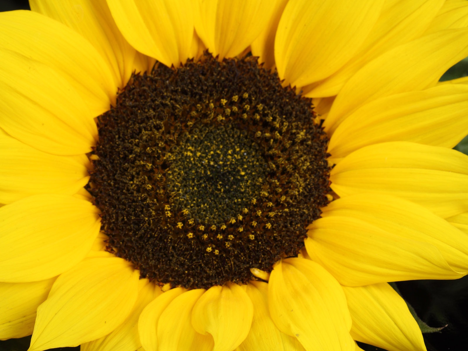 Beau fond d'écran de tournesol close-up (2) #12 - 1600x1200