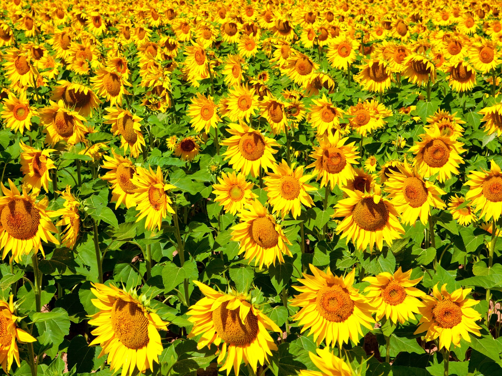 Beautiful sunflower close-up wallpaper (2) #18 - 1600x1200