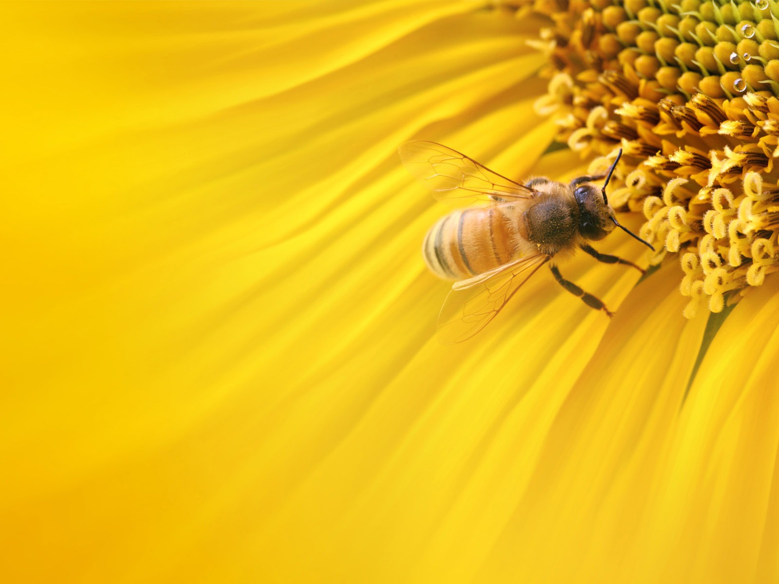 Beautiful sunflower close-up wallpaper (2) #19 - 1600x1200