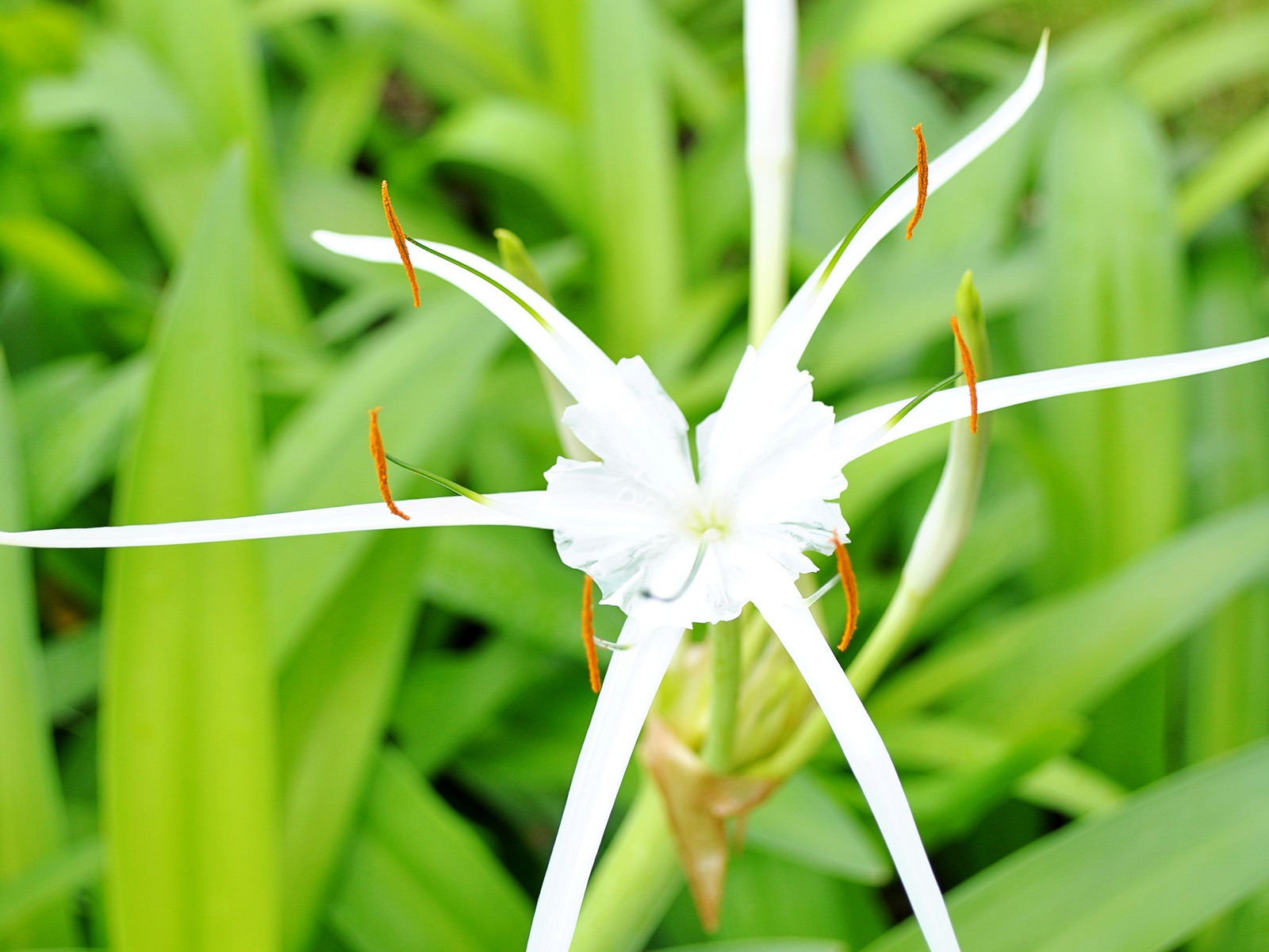 Macro flor de hierba (1) (obras genzhukou) #18 - 1600x1200