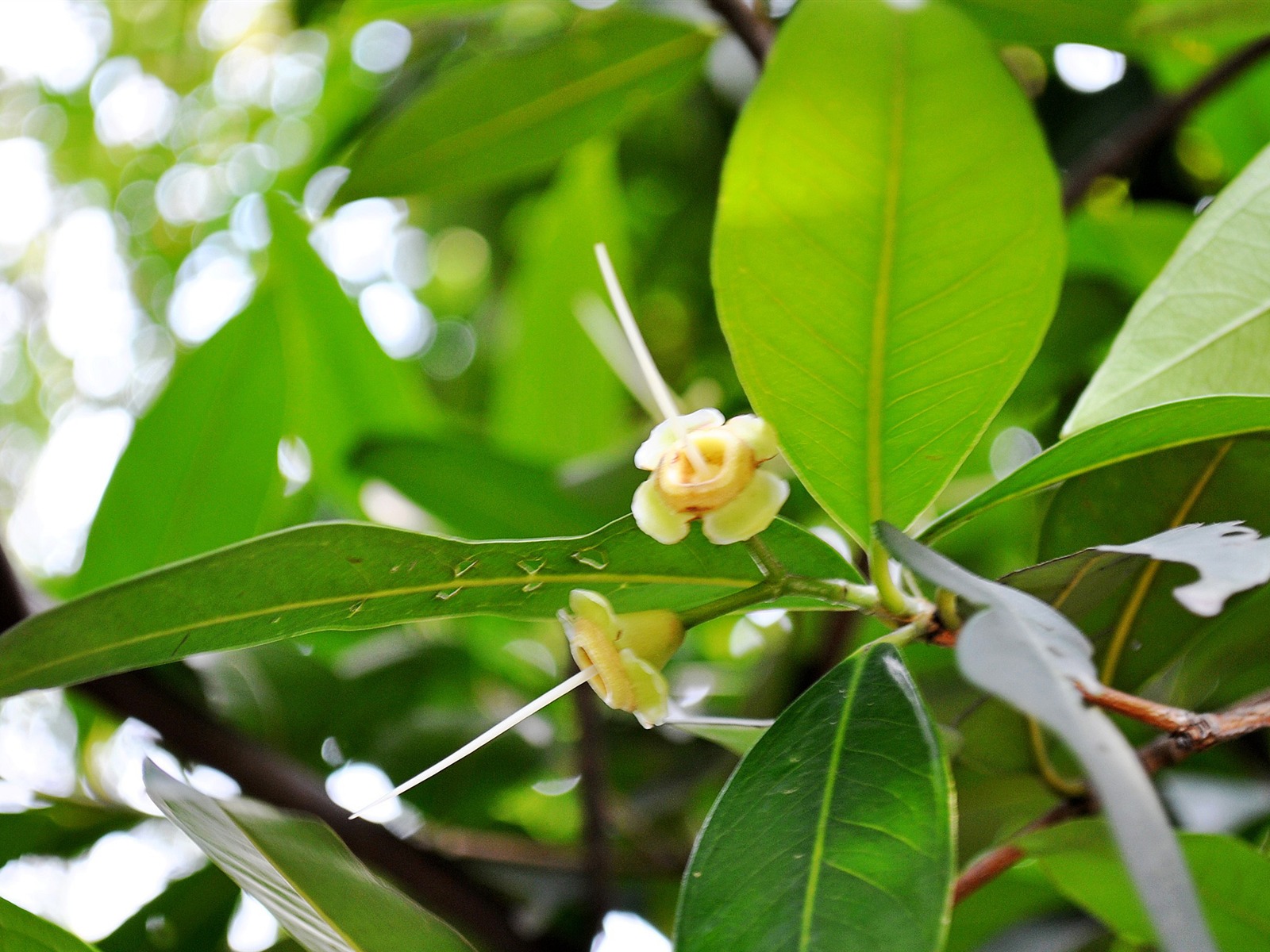 매크로 꽃 잔디 (2) (genzhukou 작동) #4 - 1600x1200