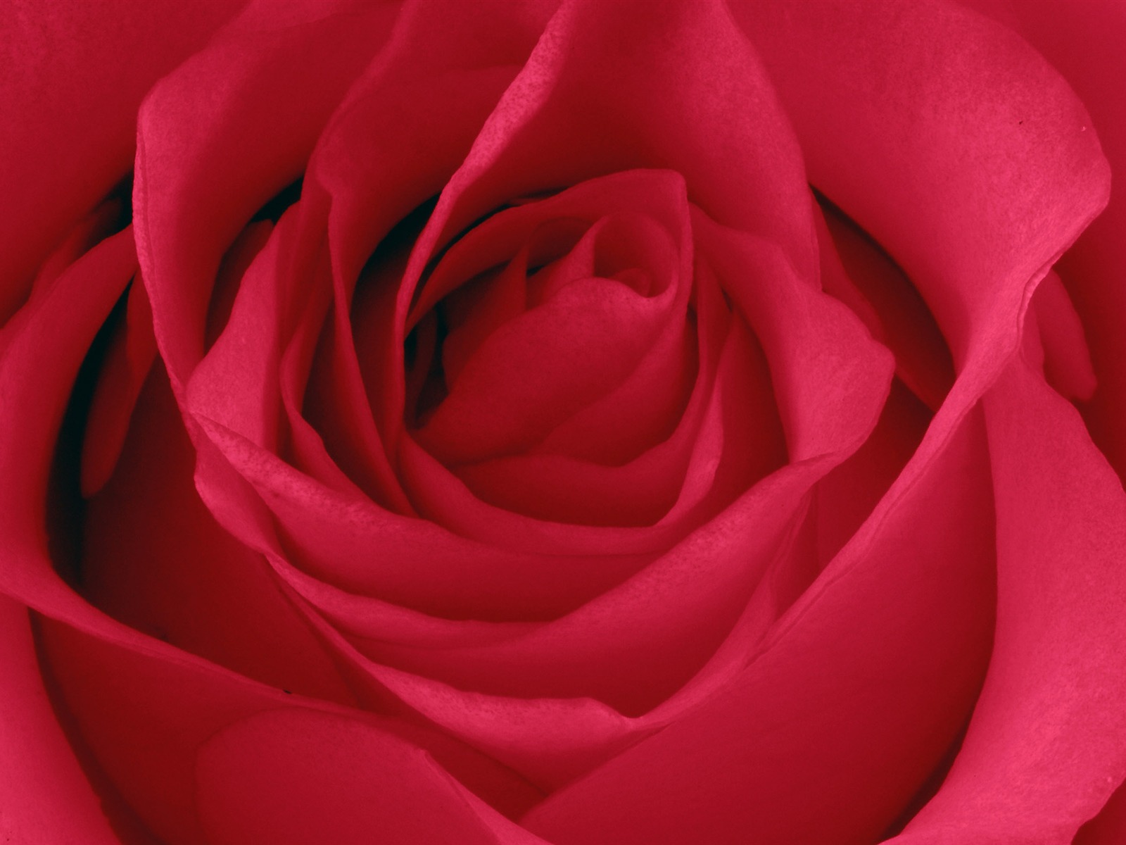 Velké Rose Foto tapety (5) #11 - 1600x1200