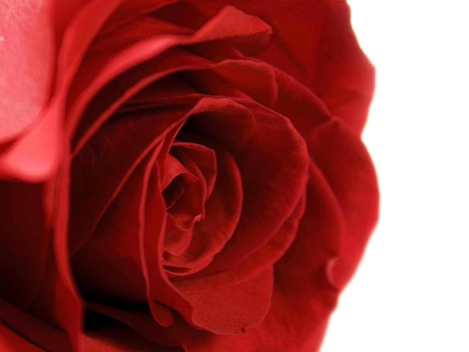 Velké Rose Foto tapety (5) #15 - 1600x1200
