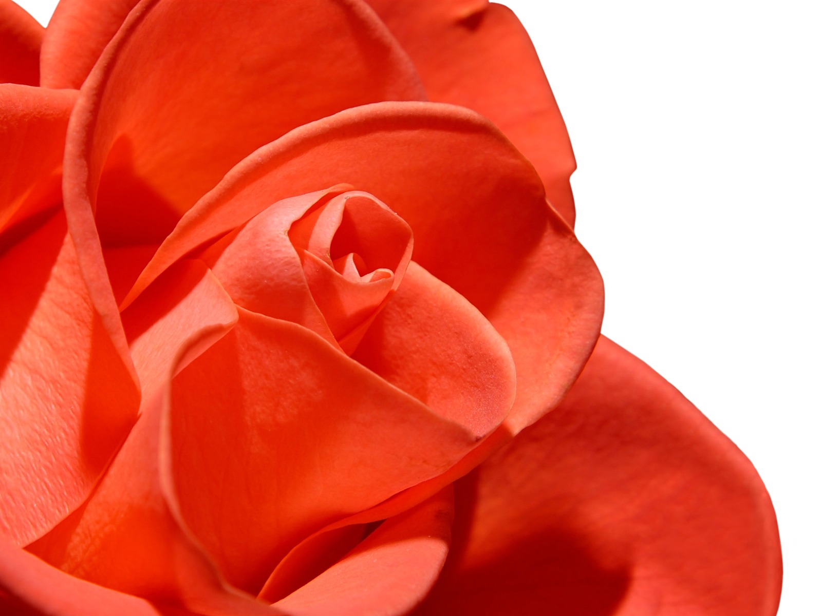 Velké Rose Foto tapety (5) #16 - 1600x1200