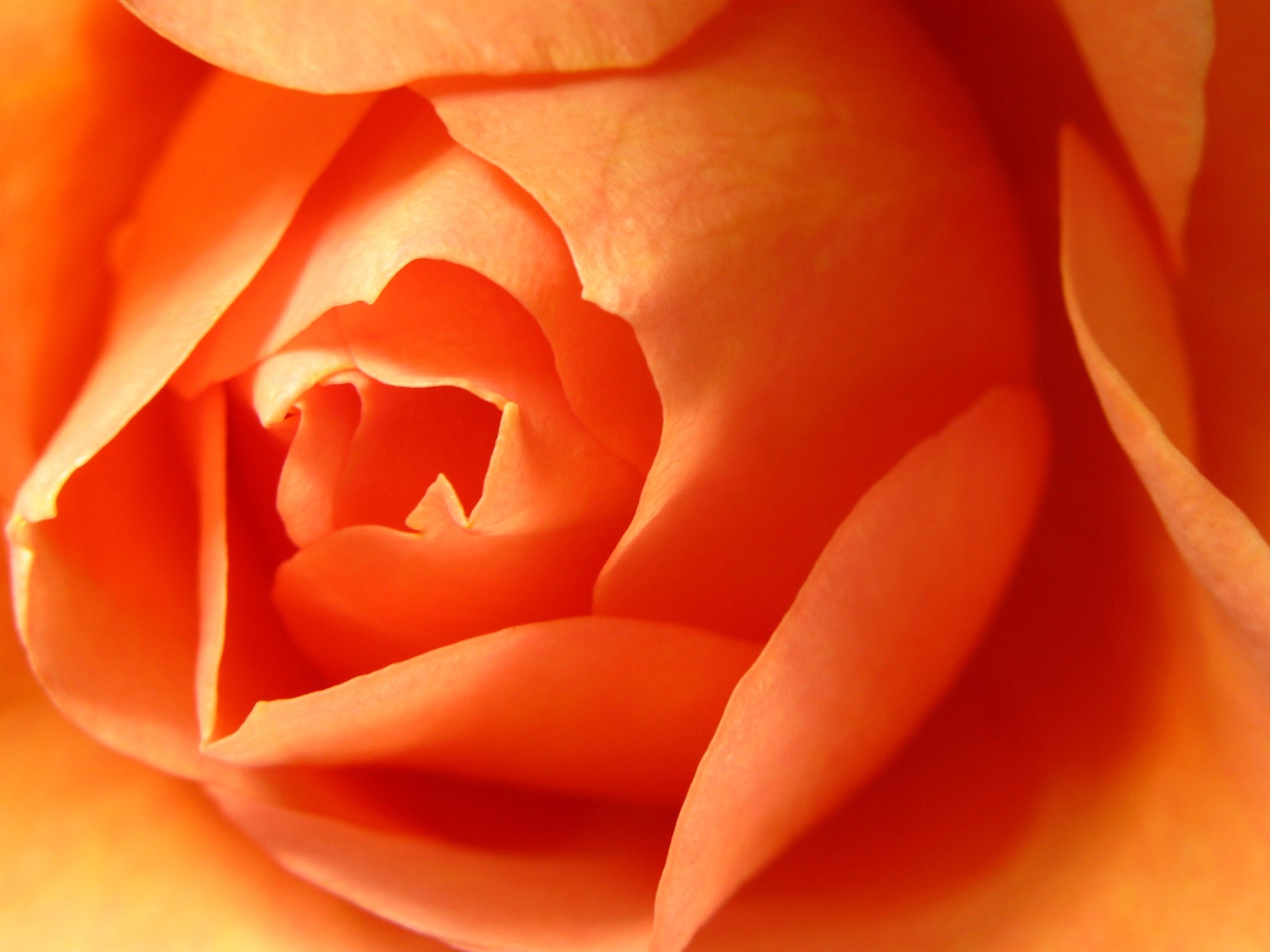 Большой Роуз Фото обои (6) #11 - 1600x1200